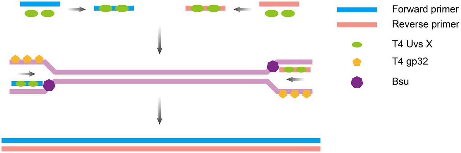 Diagram illustrating DNA replication. Forward and reverse primers are shown in blue and red, respectively. Green ovals represent T4 Uvs X, orange pentagons represent T4 gp32, and purple hexagons represent Bsu. Arrows indicate the direction of synthesis on a pink DNA strand.