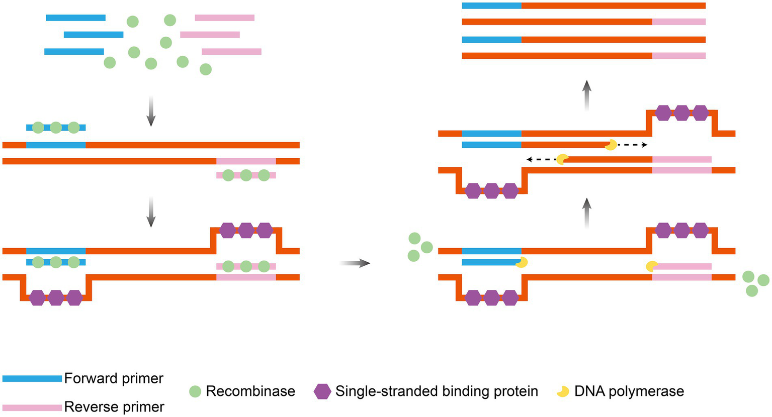 Illustration of a molecular process involving DNA components. Forward (blue) and reverse (pink) primers bind to a DNA strand (orange), with recombinase (green circles), single-stranded binding proteins (purple hexagons), and DNA polymerase (yellow) interacting. Arrows indicate the progression of the process.