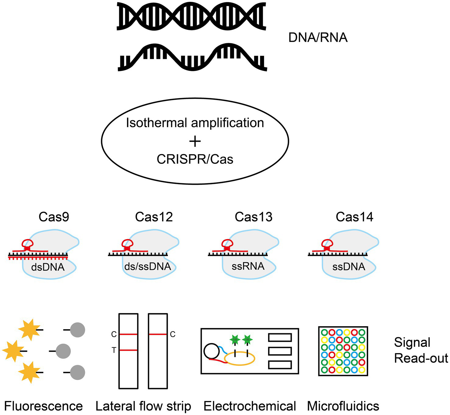 Diagram illustrating DNA/RNA detection using isothermal amplification and CRISPR/Cas technology. It depicts Cas9, Cas12, Cas13, and Cas14 enzymes targeting dsDNA, ds/ssDNA, ssRNA, and ssDNA respectively. Below, four signal read-out methods are shown: fluorescence, lateral flow strip, electrochemical, and microfluidics.