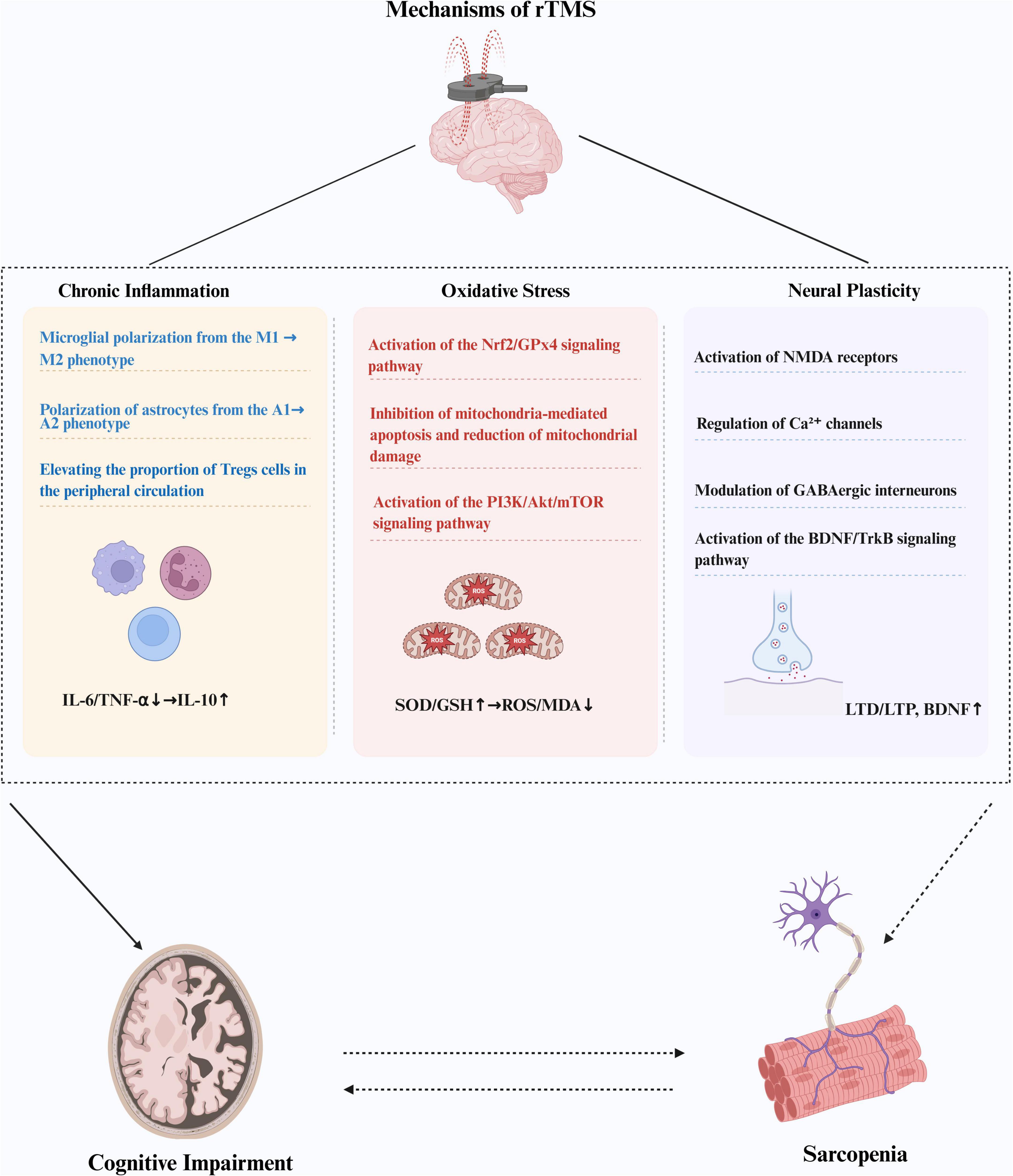 Diagram illustrating the mechanisms of repetitive transcranial magnetic stimulation (rTMS). It is divided into three sections: chronic inflammation, oxidative stress, and neural plasticity. Chronic inflammation includes microglial and astrocyte polarization, and changes in Tregs cells and cytokines. Oxidative stress involves signaling pathways and mitochondrial inhibition. Neural plasticity highlights NMDA receptors, calcium channels, GABA modulation, and BDNF signaling. The diagram links rTMS effects to cognitive impairment and sarcopenia.