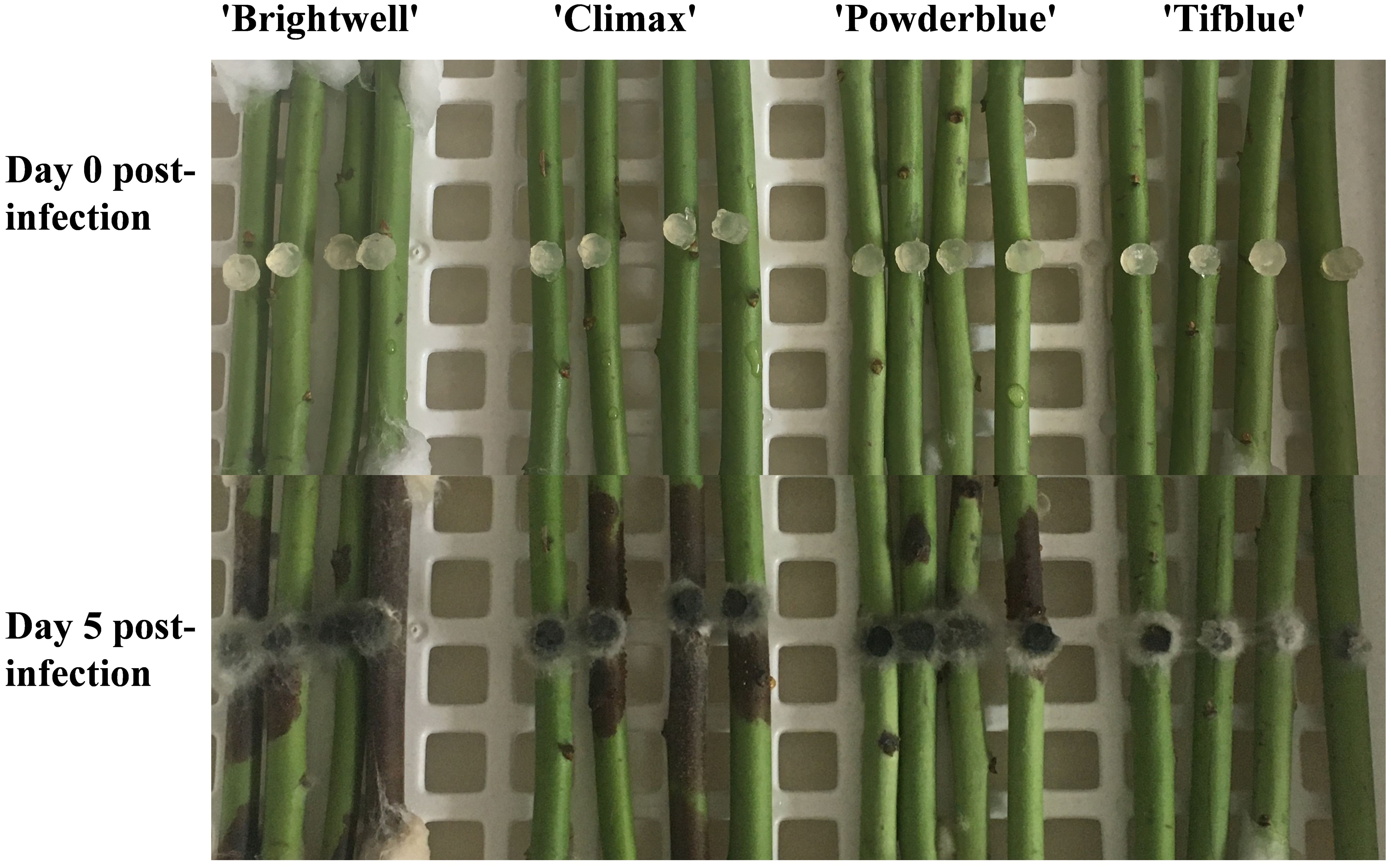 Four groups of blueberry stems labeled 'Brightwell', 'Climax', 'Powderblue', and 'Tifblue' are shown. The top row depicts stems on day zero post-infection, appearing healthy. The bottom row shows stems on day five post-infection, with visible dark spots and mold growth indicating infection progression.
