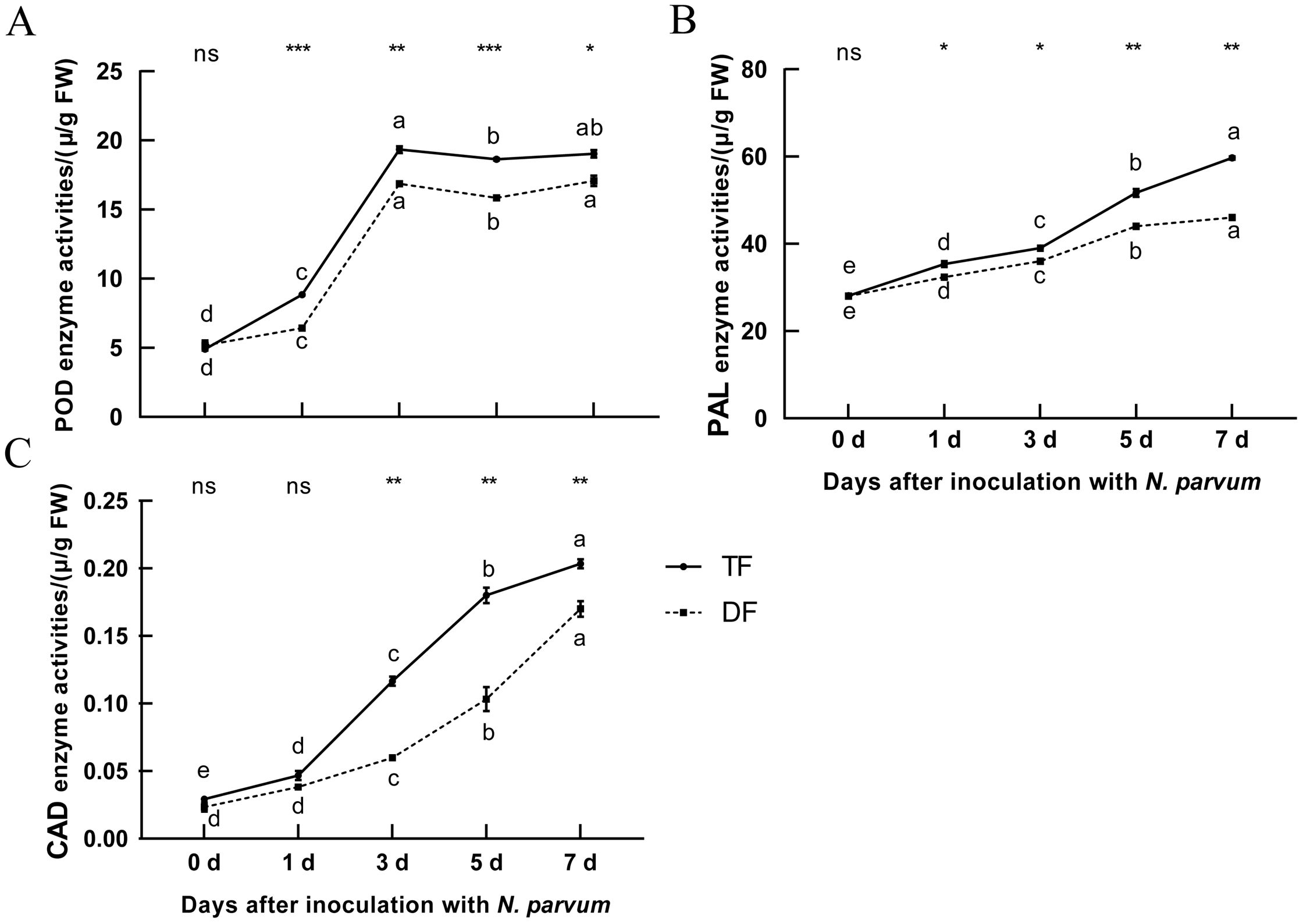 Three line graphs depicting enzyme activities over days after inoculation with *N. parvum*. A: POD enzyme activity increases for both TF and DF groups, with significant differences denoted by letters. B: PAL enzyme activity shows a rising trend with significant differences indicated. C: CAD enzyme activity increases over time with variations between TF and DF. Significance is marked by asterisks and “ns” for not significant.