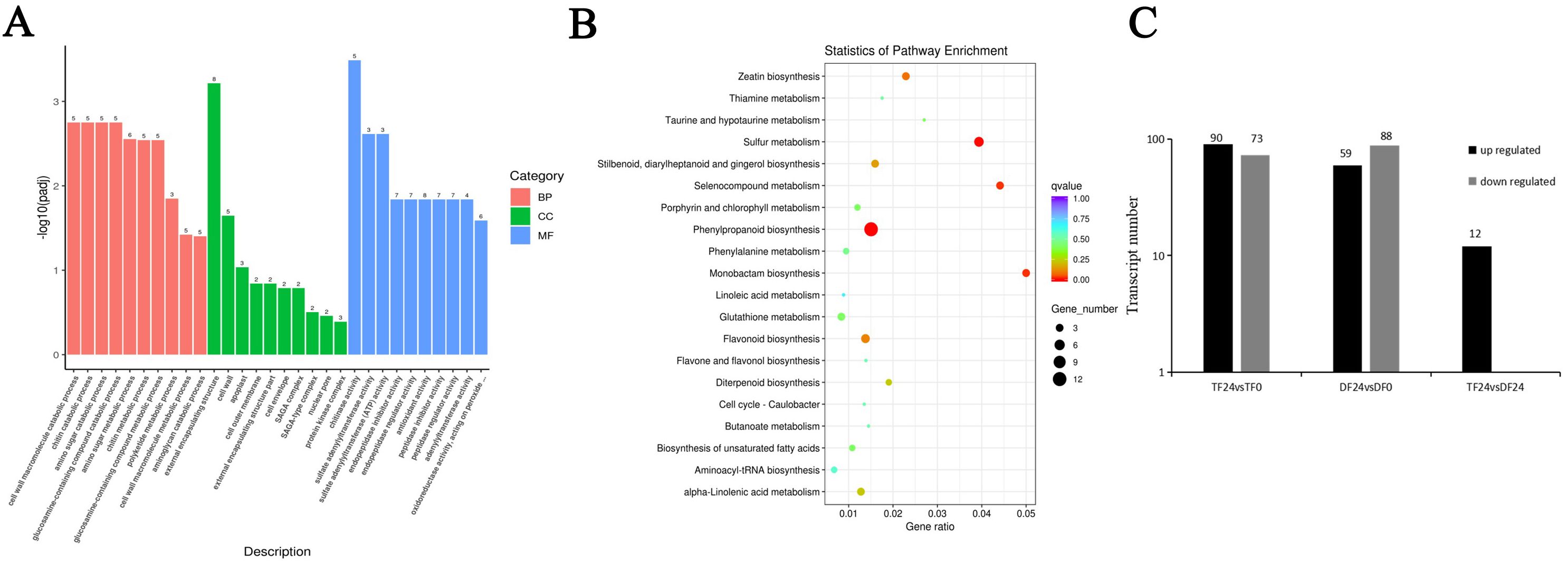 Image consisting of three panels. Panel A: Bar graph displaying categories BP (red), CC (green), and MF (blue) with values on the y-axis ranging from zero to over three. Panel B: Bubble chart for pathway enrichment statistics, showing pathways like zeatin biosynthesis and phenylalanine metabolism, with bubble sizes representing gene numbers and colors indicating q-values. Panel C: Bar graph comparing upregulated (black) and downregulated (gray) transcript numbers across three conditions: TF24vsTF0, DF24vsDF0, TF24vsDF24.