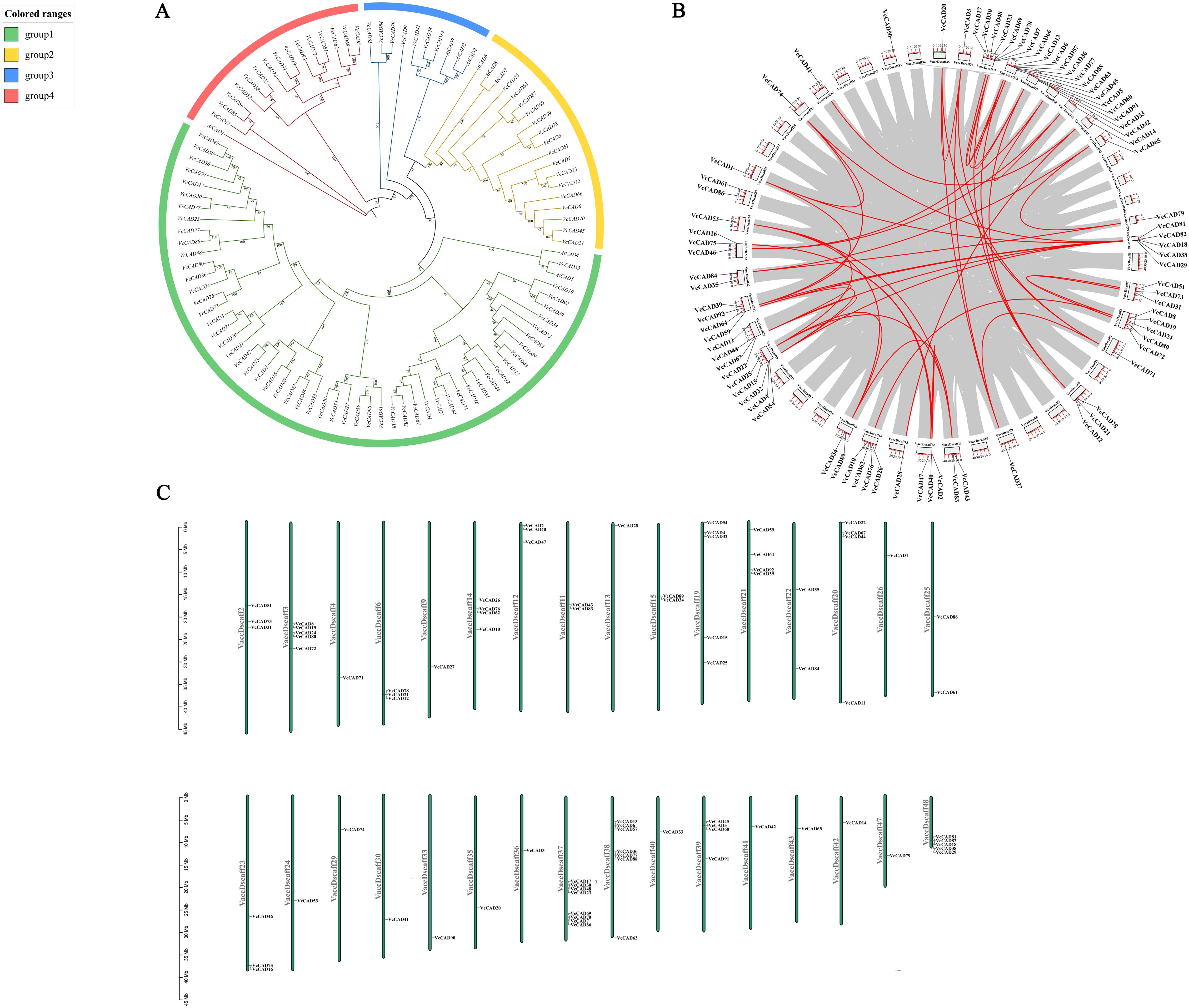 Panel A shows a color-coded phylogenetic tree with four groups in red, blue, yellow, and green. Panel B depicts a circular diagram with red lines illustrating connections between elements. Panel C presents a linear chromosome map, displaying gene locations on vertical lines labeled with identifiers.