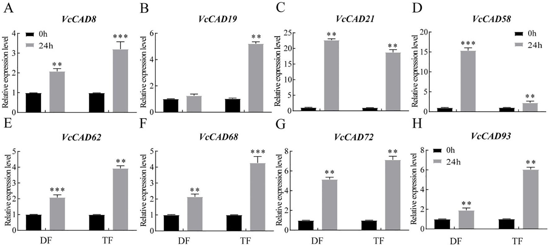 Bar graphs display the relative expression levels of various genes (VcCAD8, VcCAD19, VcCAD21, VcCAD58, VcCAD62, VcCAD68, VcCAD72, VcCAD93) at 0 and 24 hours, marked by significant differences. Each subplot shows increased expression after 24 hours with statistical significance indicated by asterisks.