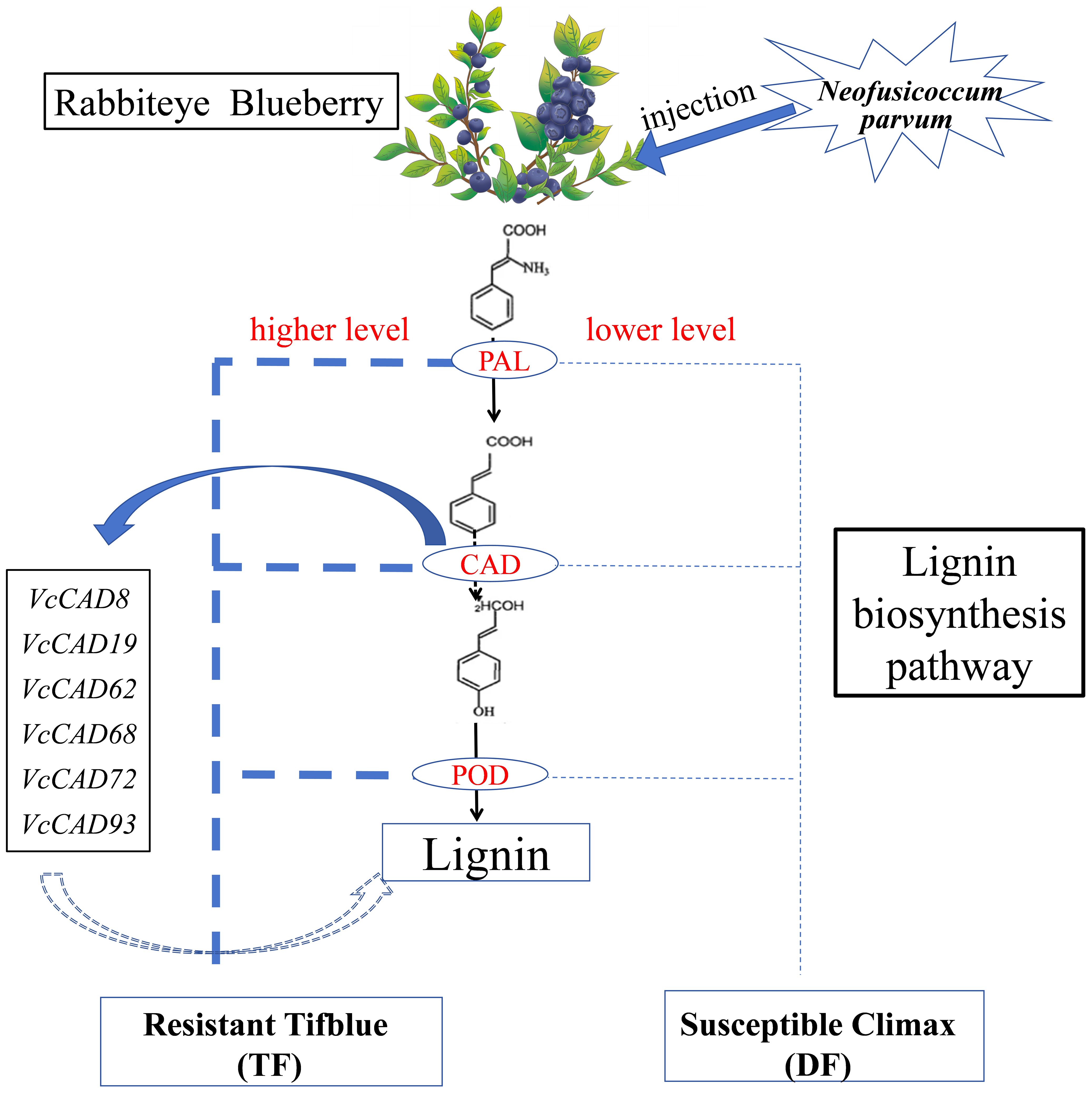 Diagram of the lignin biosynthesis pathway in Rabbiteye Blueberry. It shows the effect of injecting Neofusicoccum parvum. PAL, CAD, and POD enzymes are depicted, indicating higher or lower levels. The pathway leads to lignin affecting resistant Tifblue and susceptible Climax cultivars, with six VcCAD genes involved.