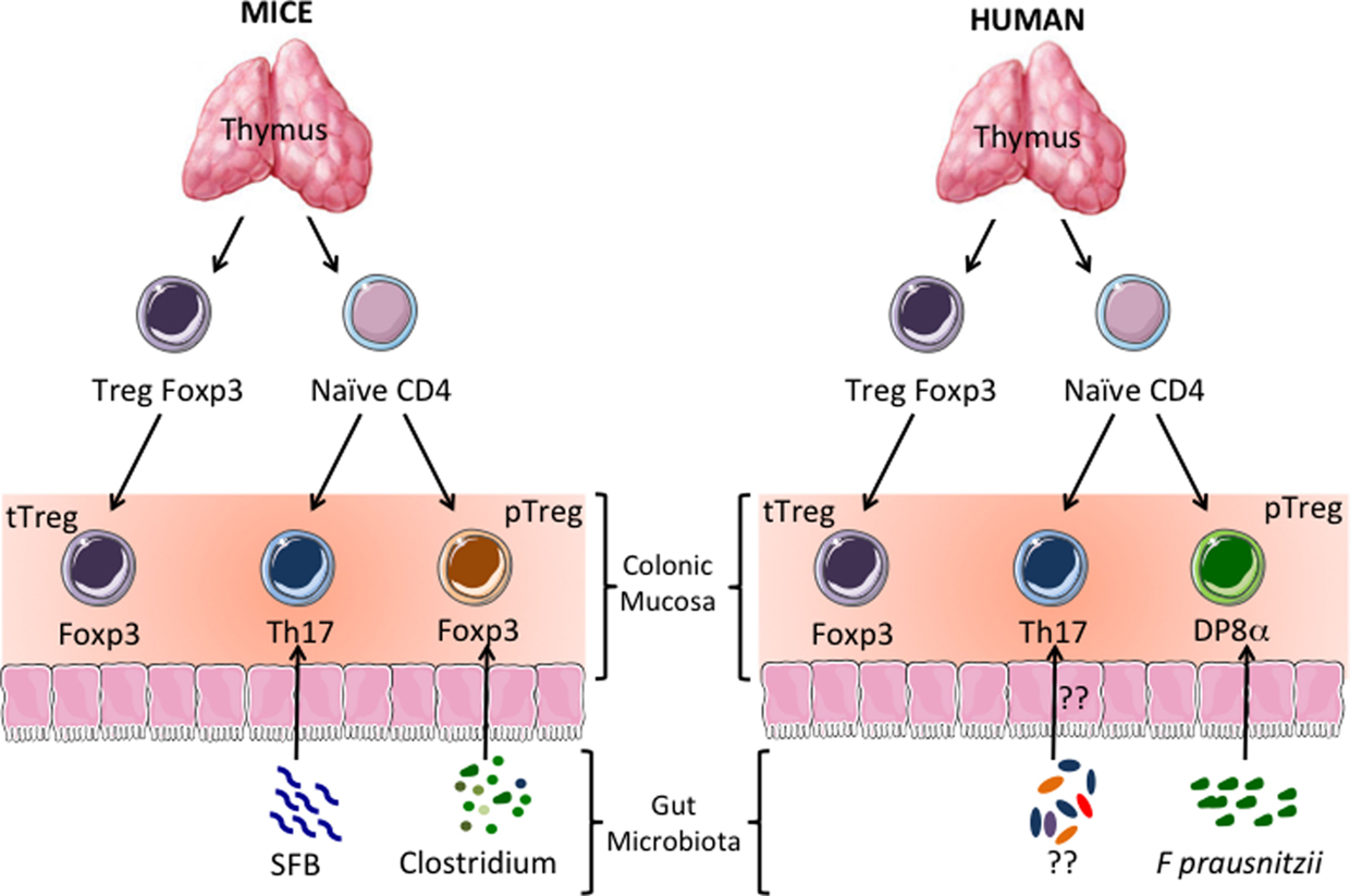 Mice cells