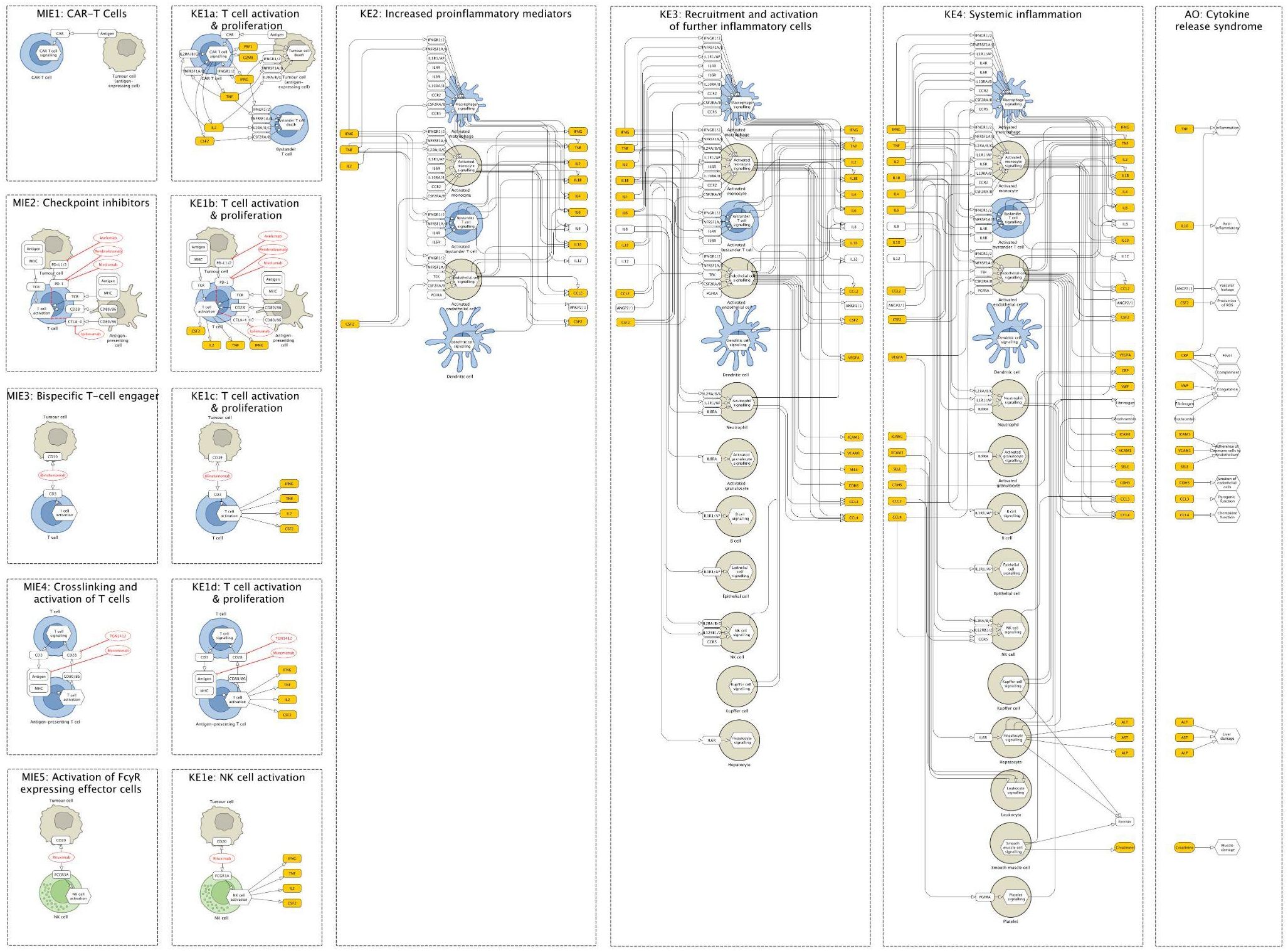 Flowchart illustrating the process of cytokine release syndrome. It features five main modules: CAR-T Cells, Checkpoint Inhibitors, Bispecific T-cell Engagers, Crosslinking Activation, and FcγR Effector Cell Activation. Each module connects through stages like T cell activation, increased proinflammatory mediators, recruitment of inflammatory cells, and systemic inflammation, leading to cytokine release syndrome. Key interactions and pathways are shown with arrows and labeled boxes, indicating sequential biological events.