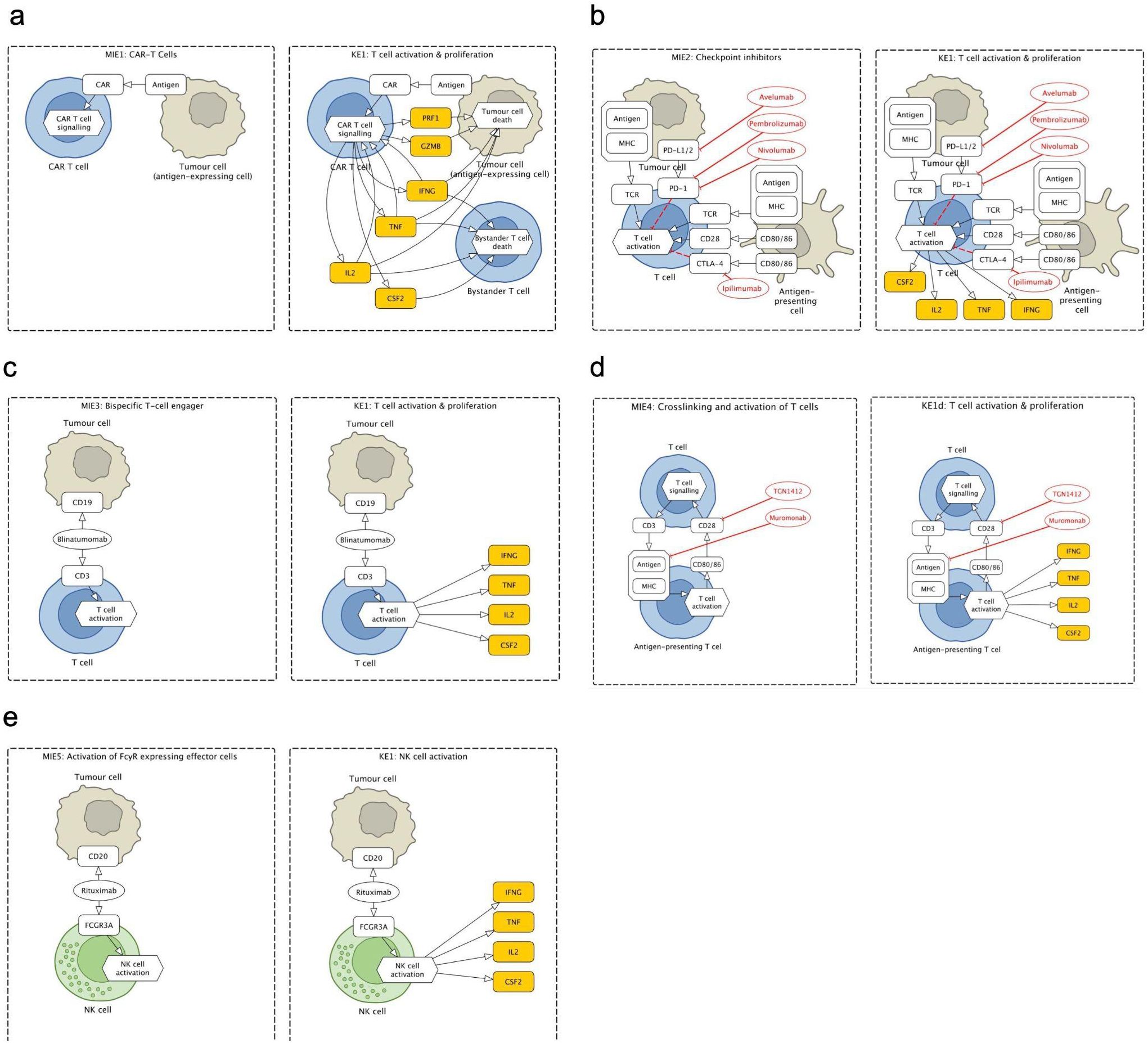 Diagram showing various mechanisms of cancer immunotherapy. a. CAR-T Cells: Illustrates CAR-T cells targeting tumor cells, leading to bystander T cell activation and proliferation. b. Checkpoint inhibitors: Depicts T cells interacting with antigen-presenting cells, highlighting drugs like Atezolizumab and Nivolumab. c. Bispecific T-cell engager: Shows T cells activated by Blinatumomab via CD19 on tumor cells. d. Crosslinking and activation of T cells: Demonstrates T cell signaling with drugs like Ipilimumab. e. Activation of FcγR expressing effector cells: Highlights NK cells activated by Rituximab on tumor cells, enhancing NK cell response.