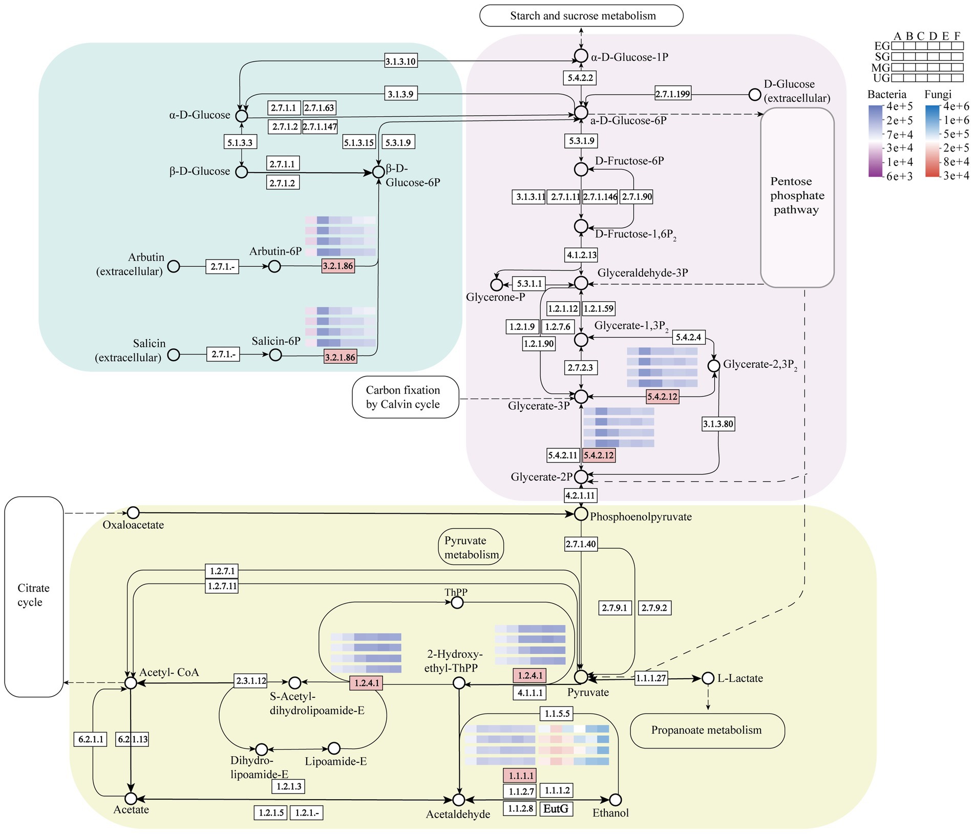Metabolic pathway diagram showing interactions between starch, sucrose, citrate cycle, and propanoate metabolism. Details include enzymatic reactions, substrate transformations, and concentration heat maps. Pathways are color-coded by function, featuring enzyme codes and key metabolites like D-glucose, acetyl-CoA, and pyruvate.