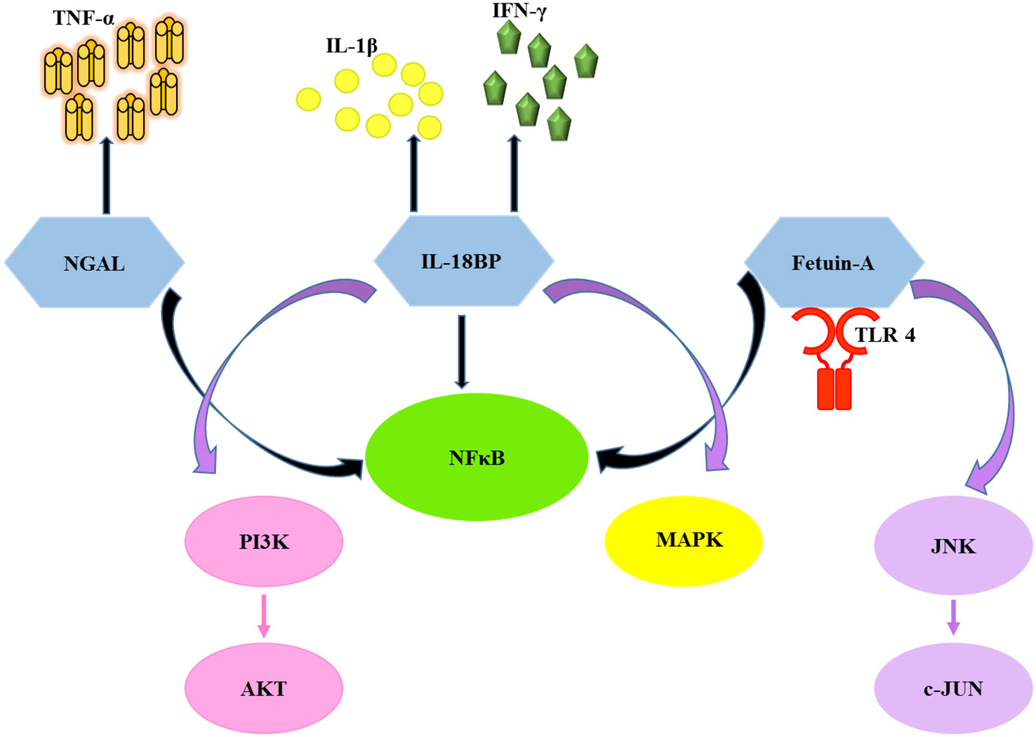 Diagram illustrates the activation of pro-inflammatory cytokines and related pathways by the chosen biomarkers. NGAL, neutrophil gelatinase associated lipocalin; Fet-A, fetuin-A; IL-18BP, interleukin-18 binding protein; TLR4, toll-like receptor 4; NFκB, nuclear factor kappa-light-chain-enhancer of activated B cells; JNK, c-Jun N-terminal kinase; c-JUN, c-Jun proto-oncogene; MAPK, mitogen-activated protein kinase; PI3K, phosphatidylinositol 3-kinase; AKT, protein kinase B (PKB); IL-1β, interleukin-1 beta; IFN-γ, interferon gamma; TNF-α,tumor necrosis factor alpha.