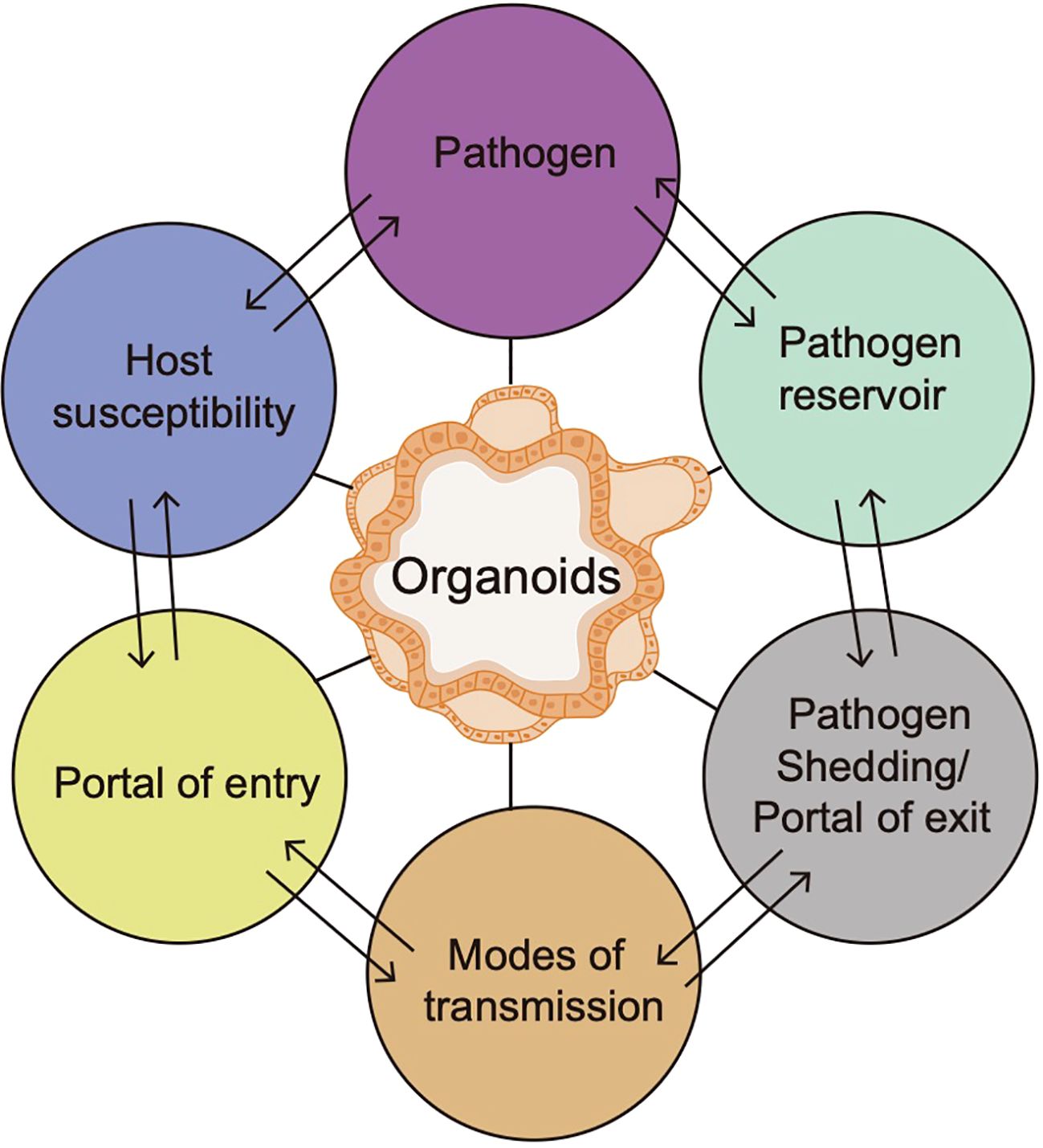 Frontiers | Coculture of tumor organoids with pathogenic