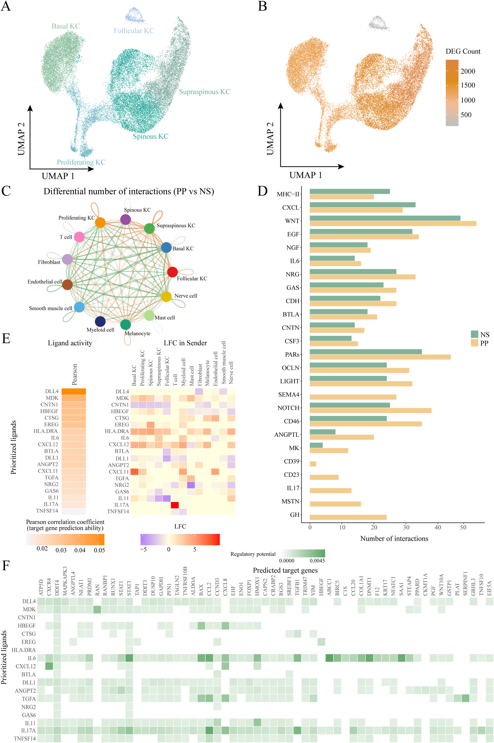 UMAP plots (A and B) display clusters of keratinocytes, labeled by types. Panel B: clarified that the UMAP plot includes a color gradient indicating the number of differentially expressed genes across keratinocyte subtypes. Diagram C illustrates cellular interactions between various cell types. Bar chart D compares the number of interactions between two conditions, NS and PP, for specific genes. Heatmap E shows prioritized ligands by Pearson correlation and Log Fold Change, with a gradient from red to blue. Heatmap F presents predicted target genes' regulatory potential linked to these ligands, using a green gradient.