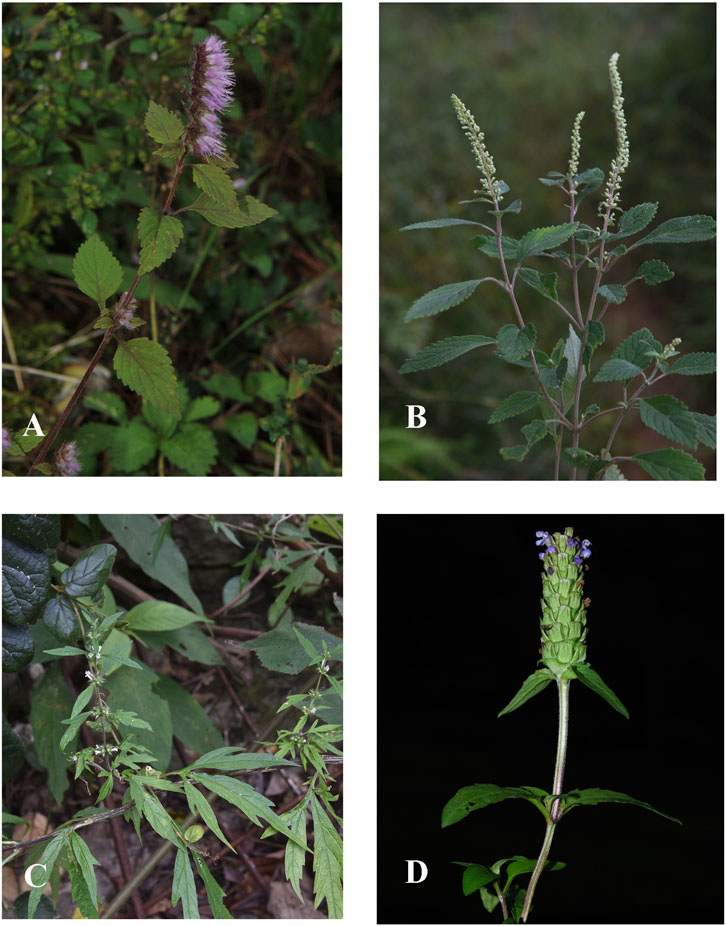 A composite image showing pictures of four different plants, labeled as A to D: (A) Elsholtzia ciliata, (B) Perilla frutescens, (C) Leonurus japonicus, (D) Prunella vulgaris.