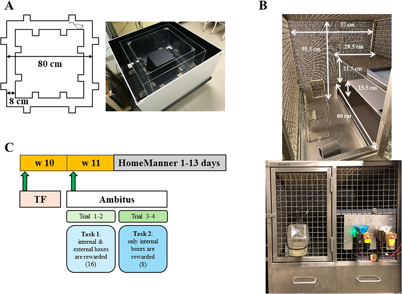 Panel A shows a diagram and a photo of a maze with dimensions 80 cm by 8 cm. Panel B displays two photos: the upper image shows a metal cage with various internal measurements and components. The lower image depicts the front view of a cage with labeled sections. Panel C outlines a timeline for tasks, including Ambitus trials and HomeManner days, featuring tasks rewarded in internal and external boxes.