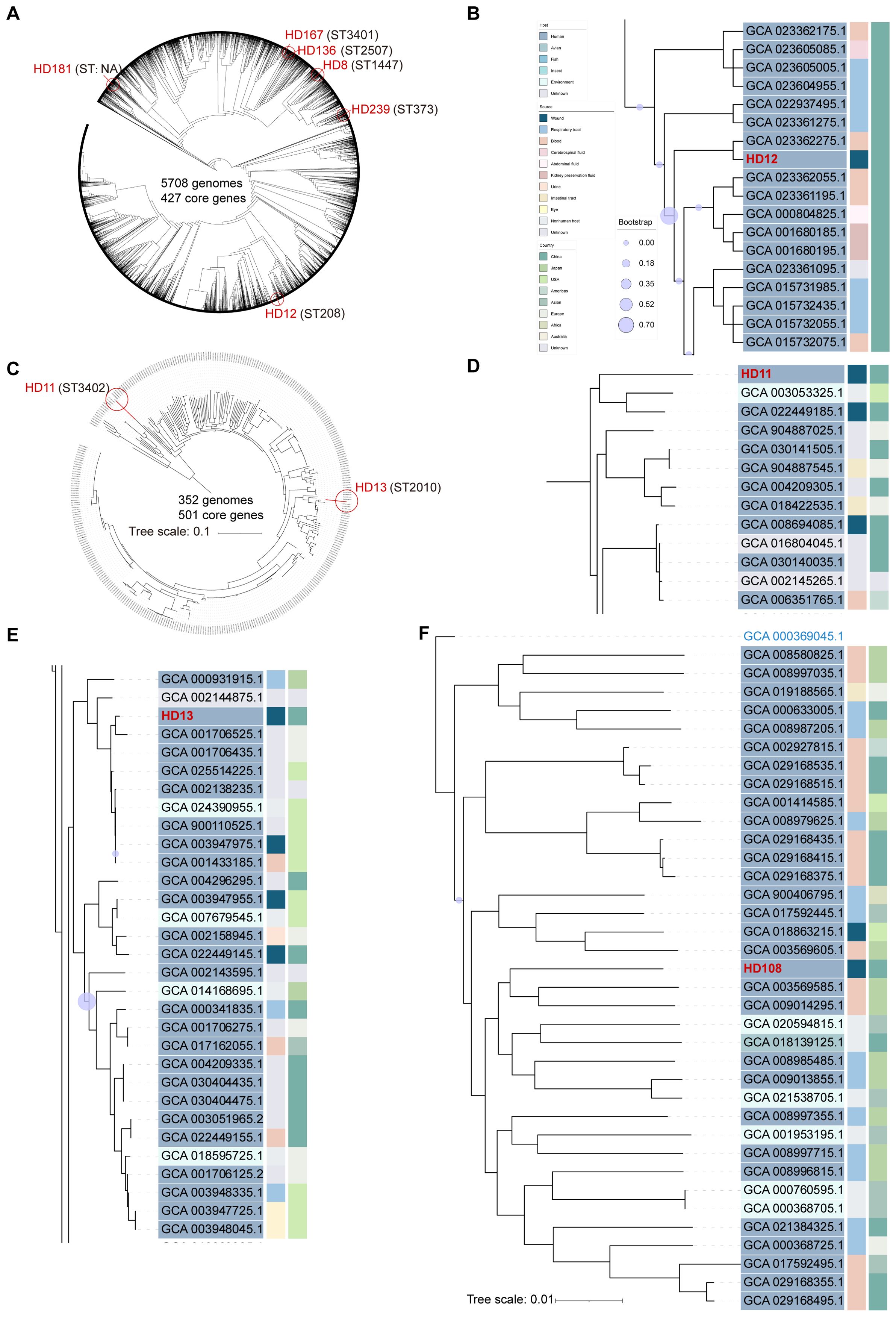 Phylogenetic diagrams illustrating genomic relationships. Panel A shows a circular tree with 5708 genomes and 427 core genes. Panel B features a rectangular dendrogram with various bootstrap values. Panel C displays a circular tree with 352 genomes and 501 core genes. Panels D, E, and F depict more dendrograms with genome identifiers, highlighting specific labeled genomes. Each panel is accompanied by a color legend representing different metadata categories.