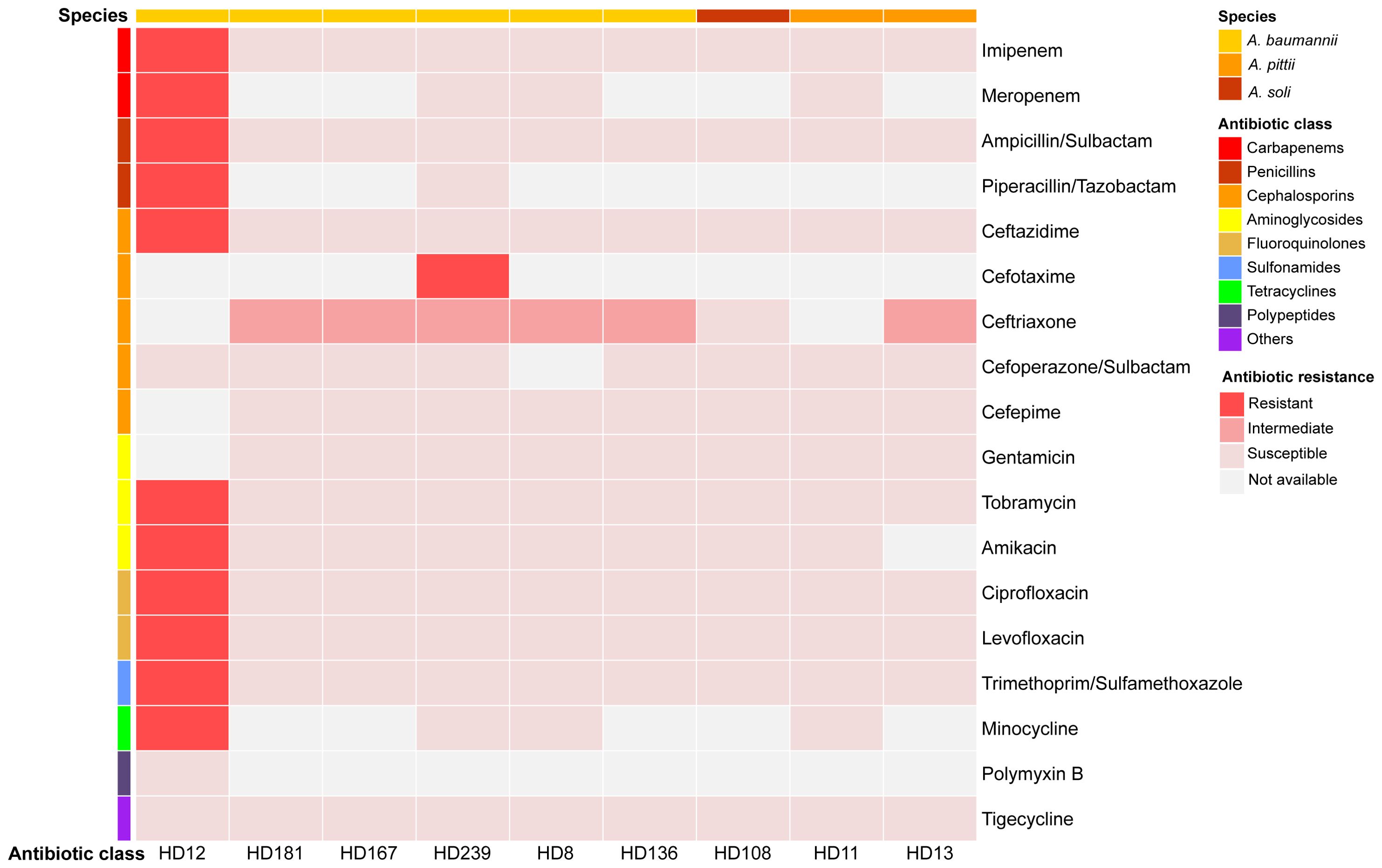 Heatmap showing antibiotic resistance of three Acinetobacter species against various antibiotics. Rows represent antibiotics, columns represent strains (HD12, HD181, etc.). Colors indicate resistance: red for resistant, pink for intermediate, light pink for susceptible, and white for not available. The legend details species and antibiotic class associations with colors.