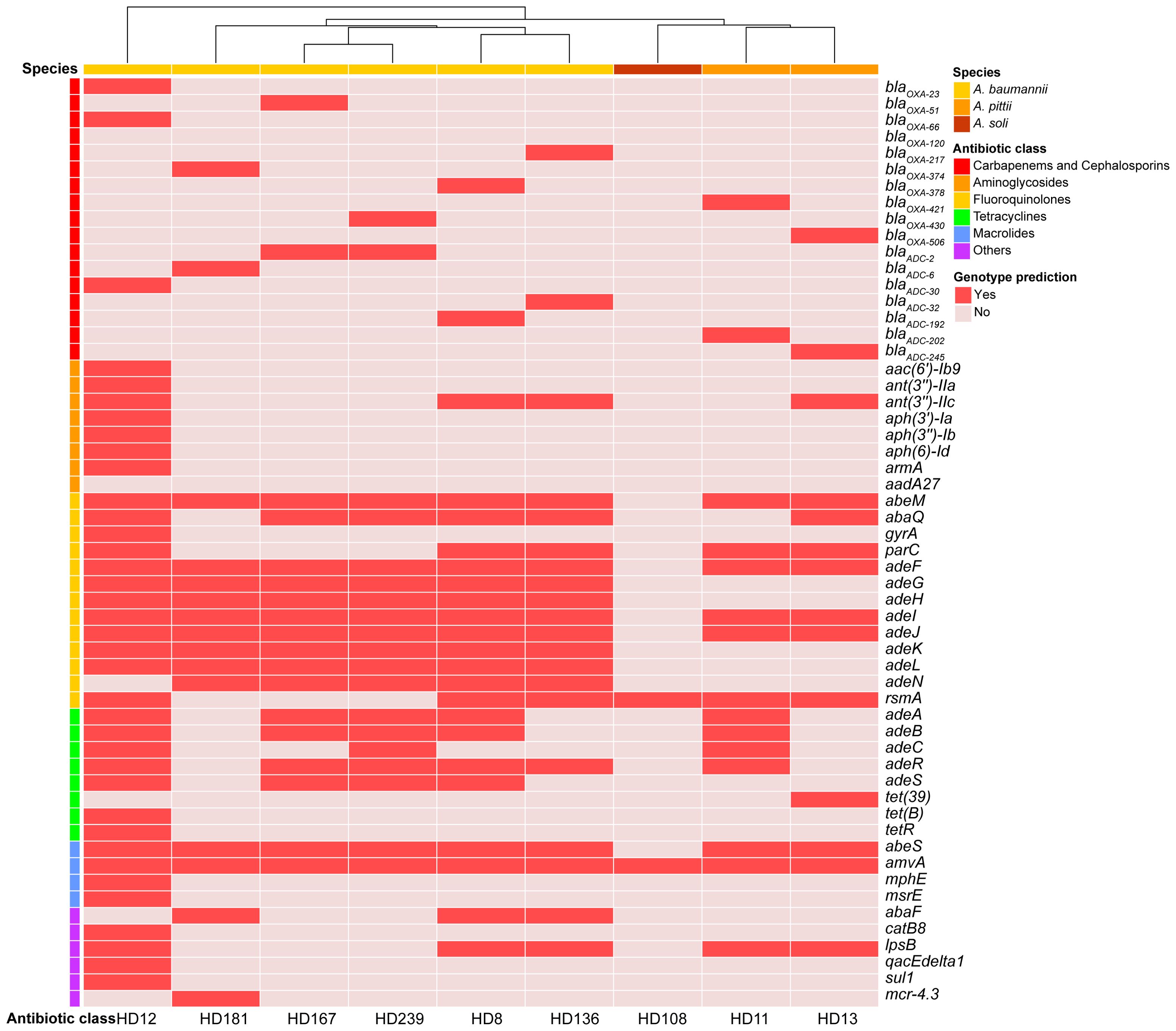 A heatmap displaying antibiotic resistance genes across different species of bacteria. Rows represent various resistance genes, while columns show different bacterial samples labeled HD12 to HD13. The gradient from light pink to red indicates increasing presence or expression levels of each gene. Color coding on the left relates to antibiotic classes, such as carbapenems, aminoglycosides, and others, with a legend on the right. Genotype prediction is indicated as either “yes” or “no.” The dendrogram at the top clusters species based on similarity.