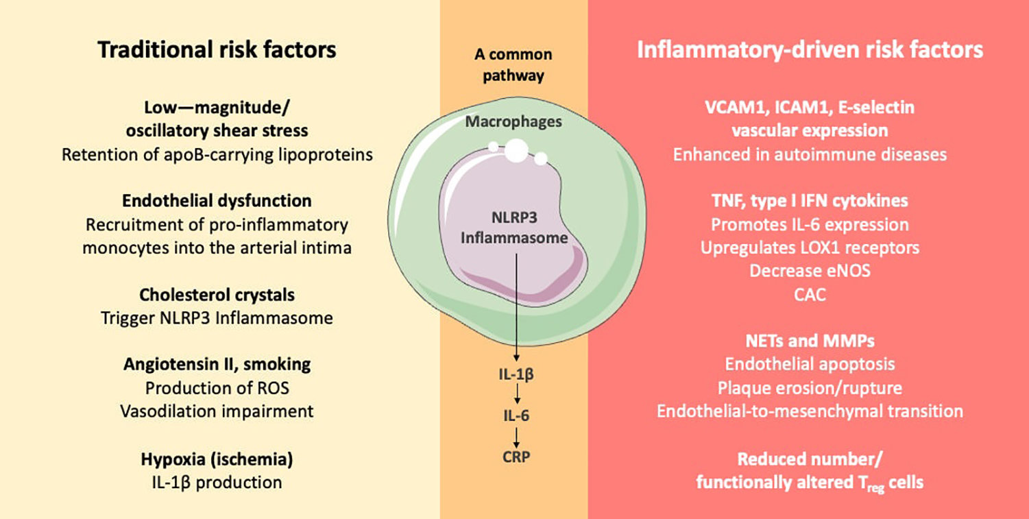 Diagram illustrating risk factors for inflammation. On the left, traditional risk factors include low-magnitude shear stress, endothelial dysfunction, cholesterol crystals, angiotensin II, smoking, and hypoxia. In the center, macrophages and NLRP3 inflammasome form a common pathway, producing IL-1β, IL-6, and CRP. On the right, inflammatory-driven risk factors include VCAM1, ICAM1, E-selectin, TNF, type I IFN cytokines, NETs, MMPs, and a reduced number of T_reg cells. The diagram highlights connections between risk factors and inflammation.