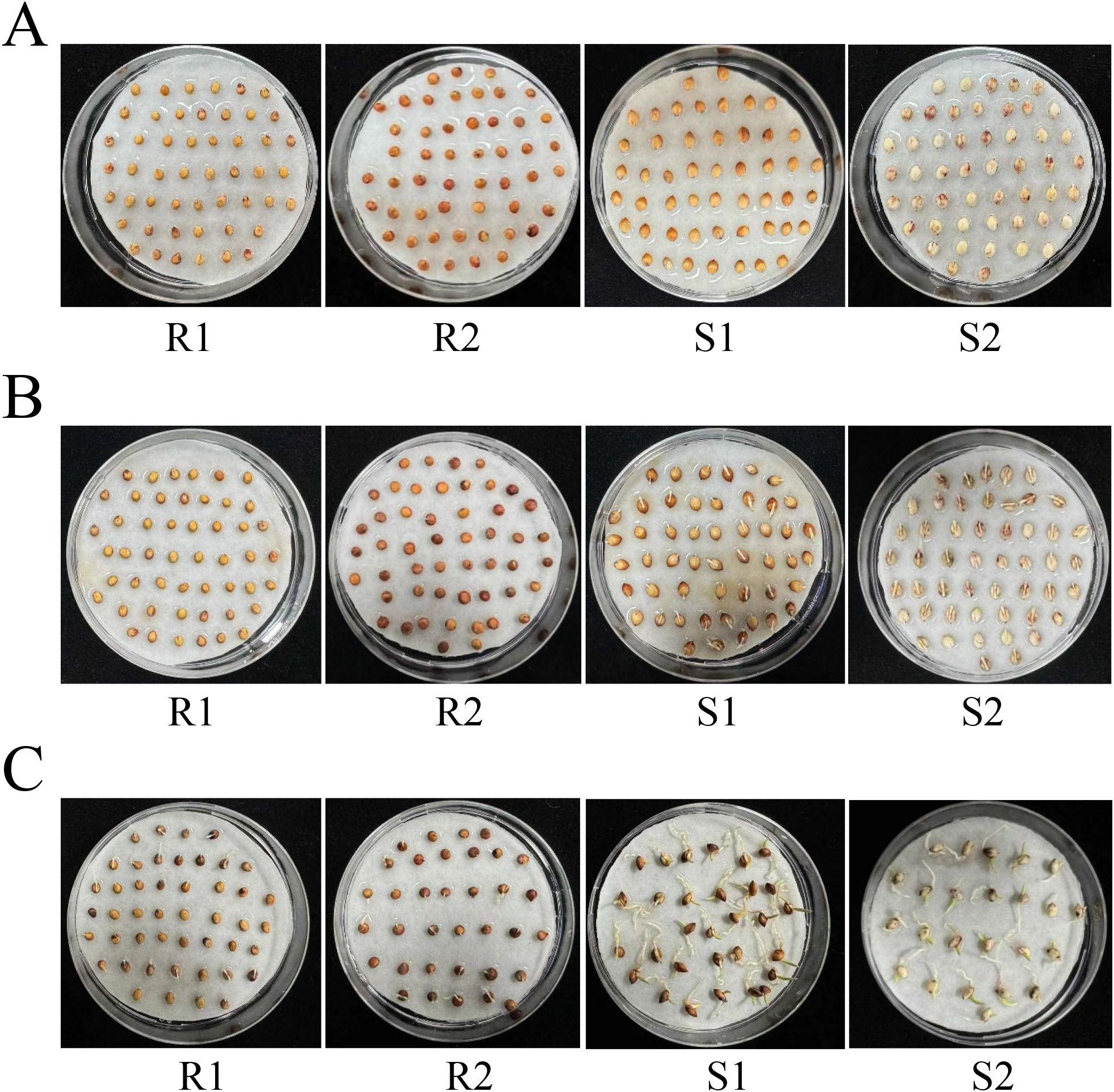 Petri dish images labeled A, B, and C, each containing four dishes identified as R1, R2, S1, and S2. The dishes display different stages of seed germination on a white substrate, showcasing variations in seed growth and development across the groups.