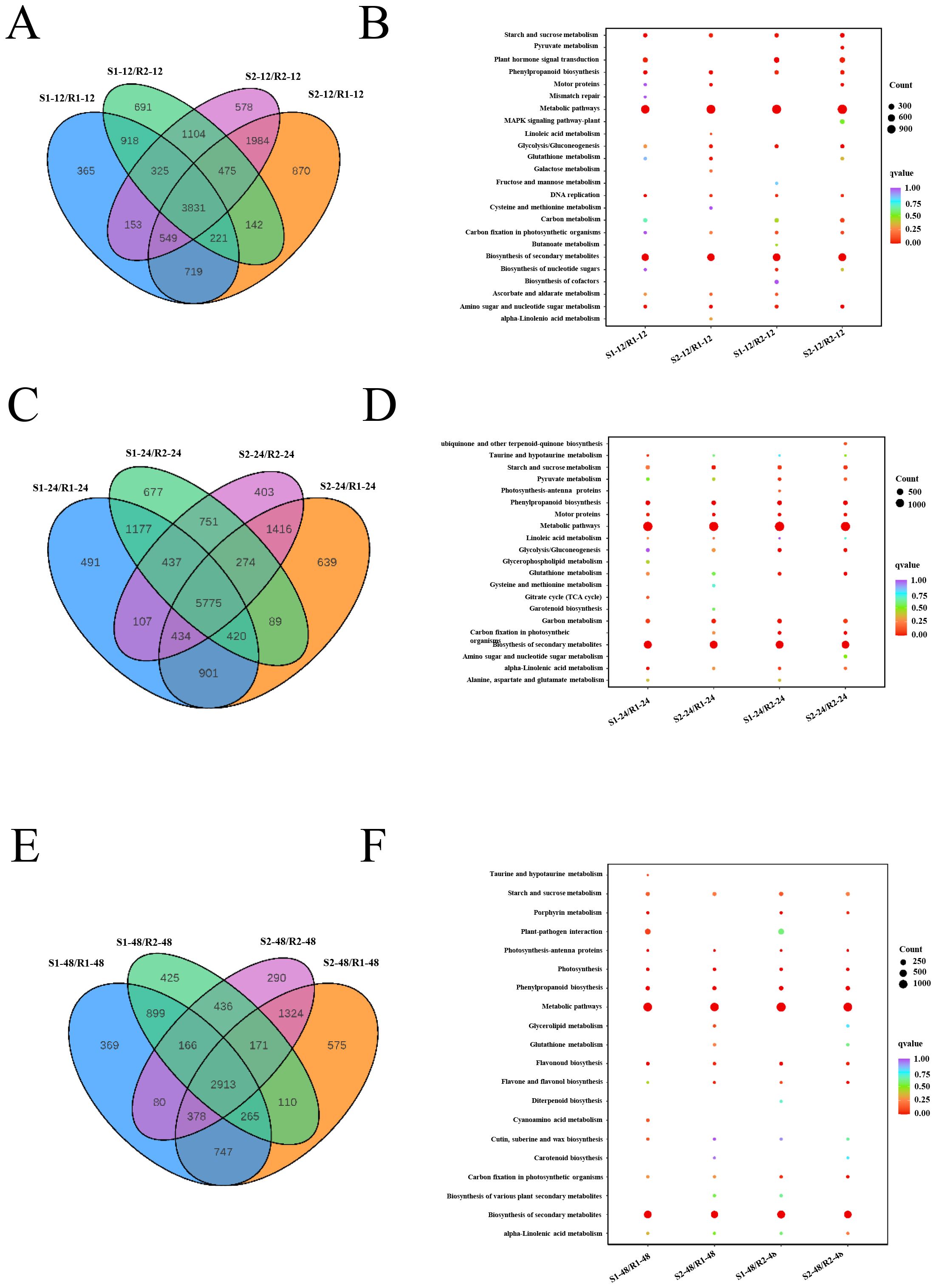 Three sets of paired Venn diagrams and dot plots labeled A-F. Each Venn diagram (A, C, E) illustrates the intersection of four datasets with shared and unique elements enumerated in overlapping sections. The corresponding dot plots (B, D, F) feature metabolic pathways on the y-axis and conditions on the x-axis, with dot size representing count and color indicating q-value. Data shows pathway enrichment across different conditions, revealing distinct and shared metabolic functions.