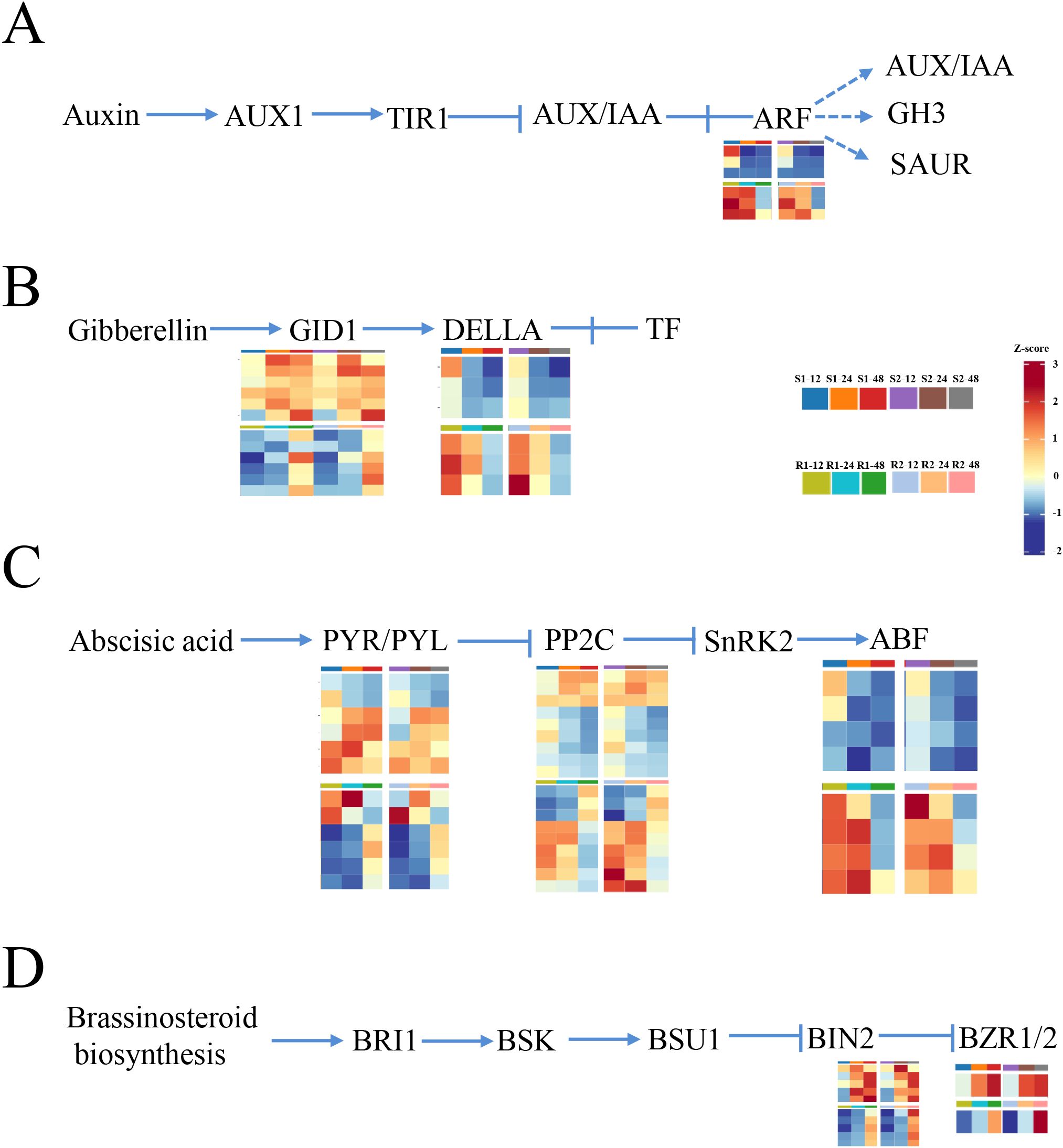 Diagram illustrating hormone signaling pathways with heatmaps. A: Auxin pathway with interactions from AUX1 to SAUR. B: Gibberellin pathway from GID1 to TF. C: Abscisic acid pathway from PYR/PYL to ABF. D: Brassinosteroid biosynthesis from BRI1 to BZR1/2. Heatmaps show varying expression levels with a Z-score scale from -2 to 3.