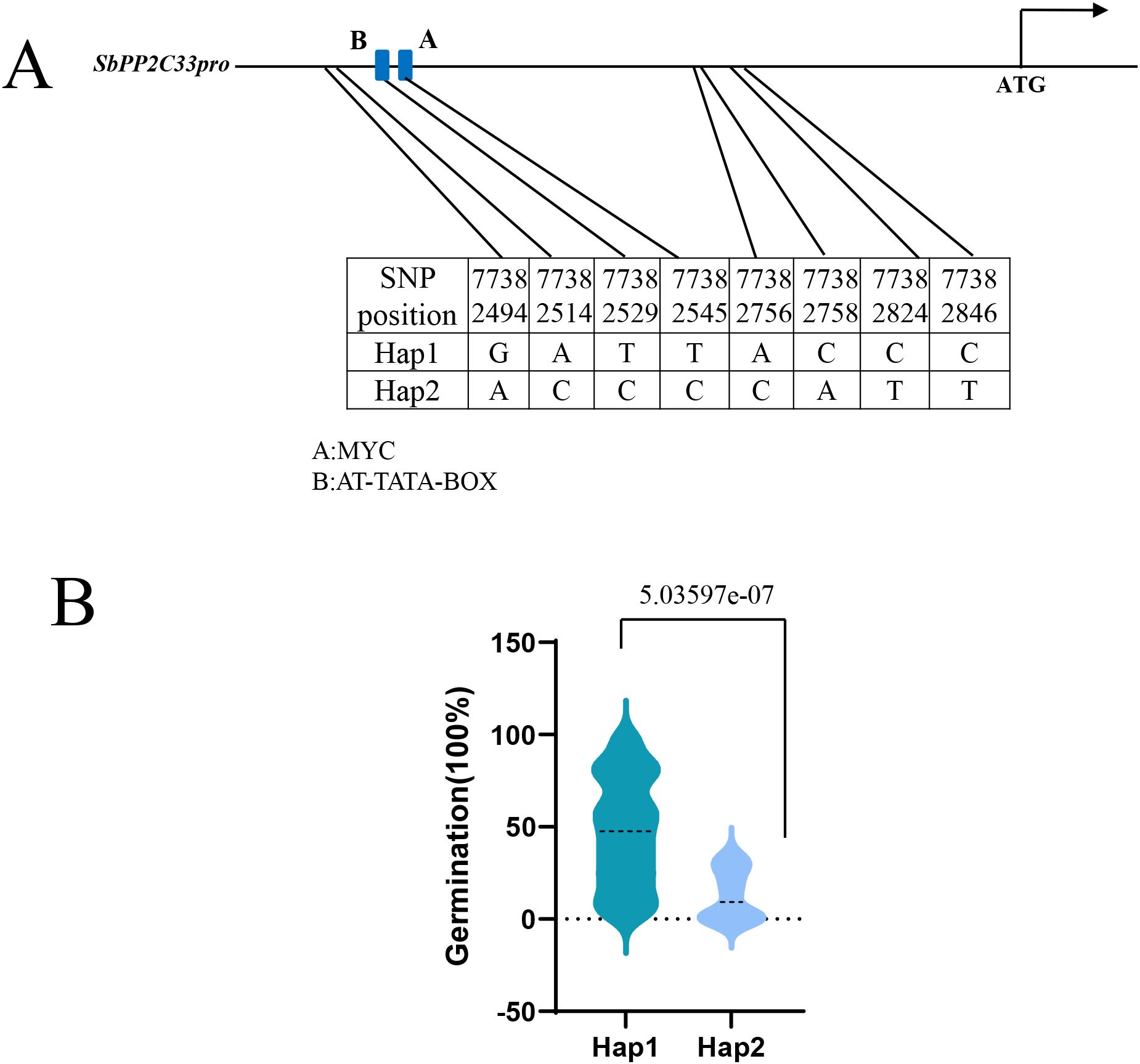 Diagram labeled “A” shows the gene promoter region SbPP2C33pro, indicating SNP positions 2494 to 2846 with two haplotypes, Hap1 and Hap2. Boxes A and B denote MYC and AT-TATA-BOX regions. Chart labeled “B” is a violin plot comparing germination percentages between Hap1 and Hap2, showing a significant difference with a p-value of approximately 5.036 x 10^-7.