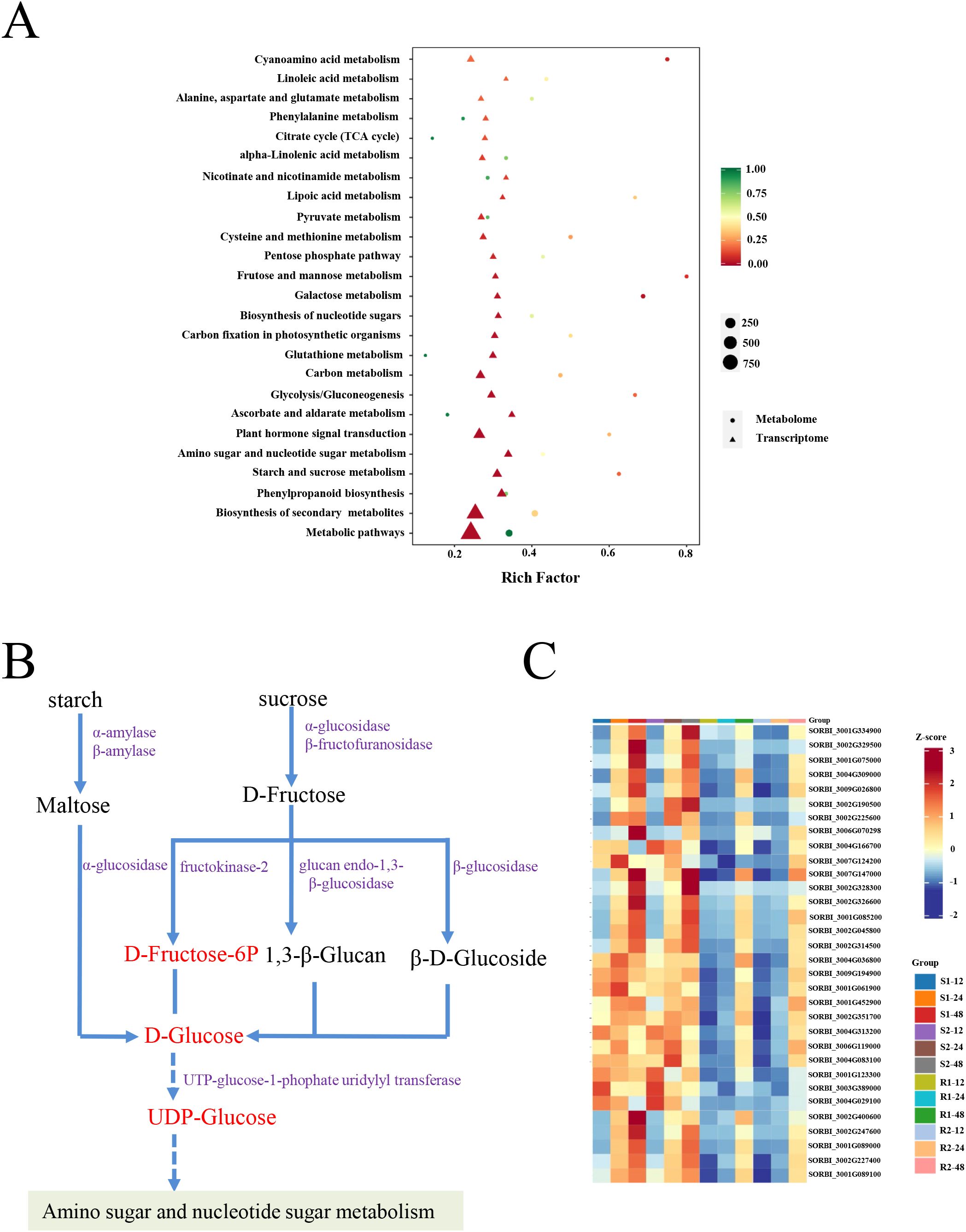 A three-part image: A) A scatter plot shows various metabolic pathways with varying dot sizes and colors indicating different rich factors and transcriptome or metabolome involvement. B) A flowchart details the breakdown of starch and sucrose into glucose derivatives, highlighting the enzymes involved. C) A heatmap visualizes expression levels of specific genes across different groups with a color gradient from blue to red indicating low to high expression.