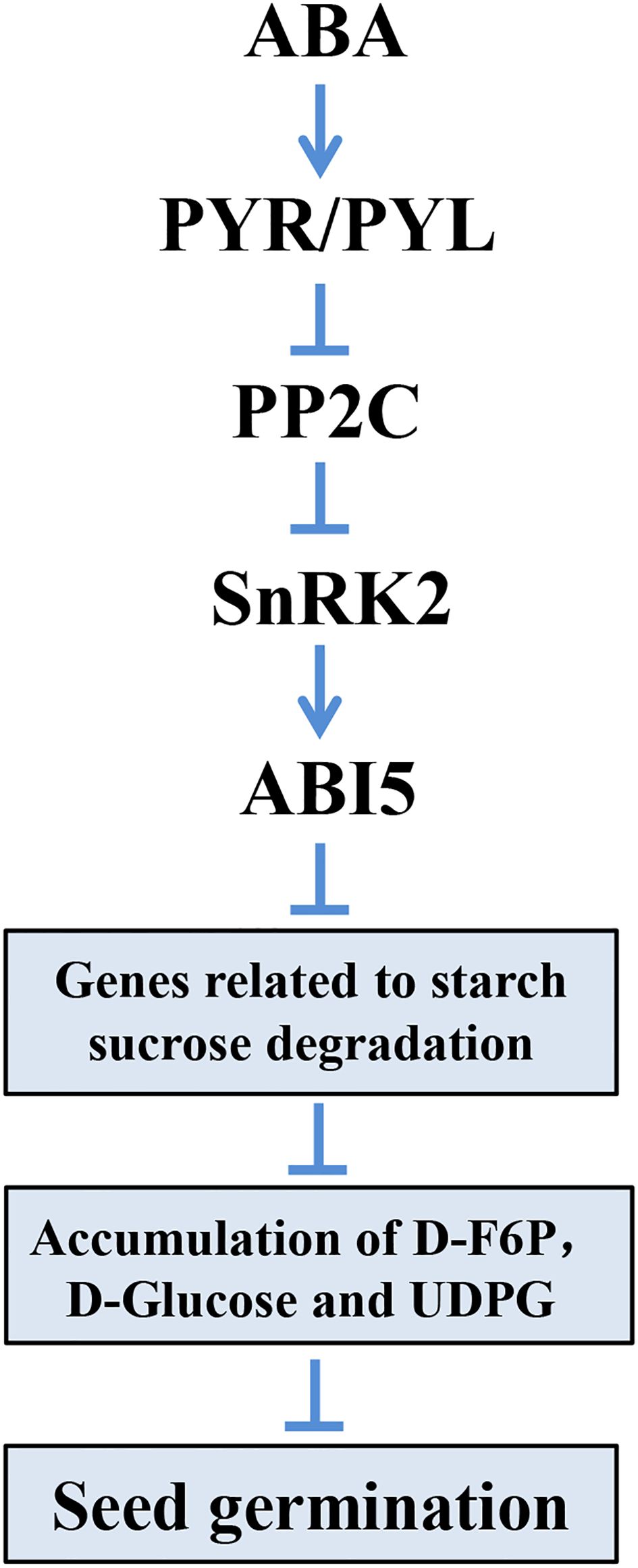 Flowchart displaying the pathway in seed germination starting with ABA down to seed germination. It shows the sequence: ABA, PYR/PYL, PP2C, SnRK2, ABI5, genes related to starch and sucrose degradation, accumulation of D-F6P, D-Glucose, and UDPG, leading to seed germination.