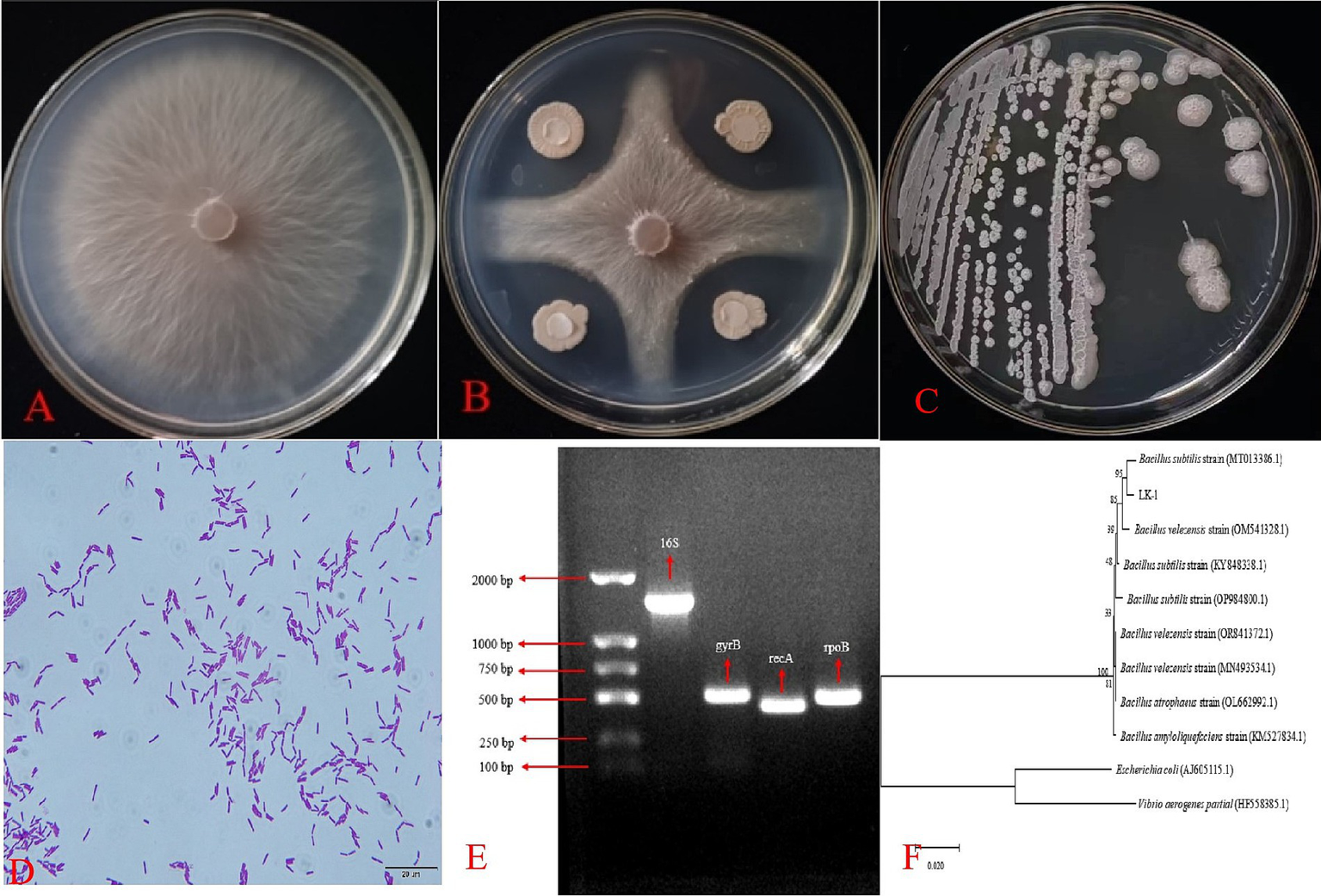 images depicts various stages and analyses of bacterial growth and identification. Image A depicts the growth state of Fusarium oxysporum on an agar plate, while Image B shows the antagonistic effect of LK-1 against F. oxysporum, indicating that LK-1 has a significant inhibitory effect on F. oxysporum. Image C illustrates bacterial streak growth in a petri dish. Image D is a microscopic view of purple-stained rod-shaped bacteria. Image E shows a DNA gel electrophoresis result with labeled bands indicating fragment sizes. Image F presents a phylogenetic tree indicating the relationships and strains of Bacillus species.