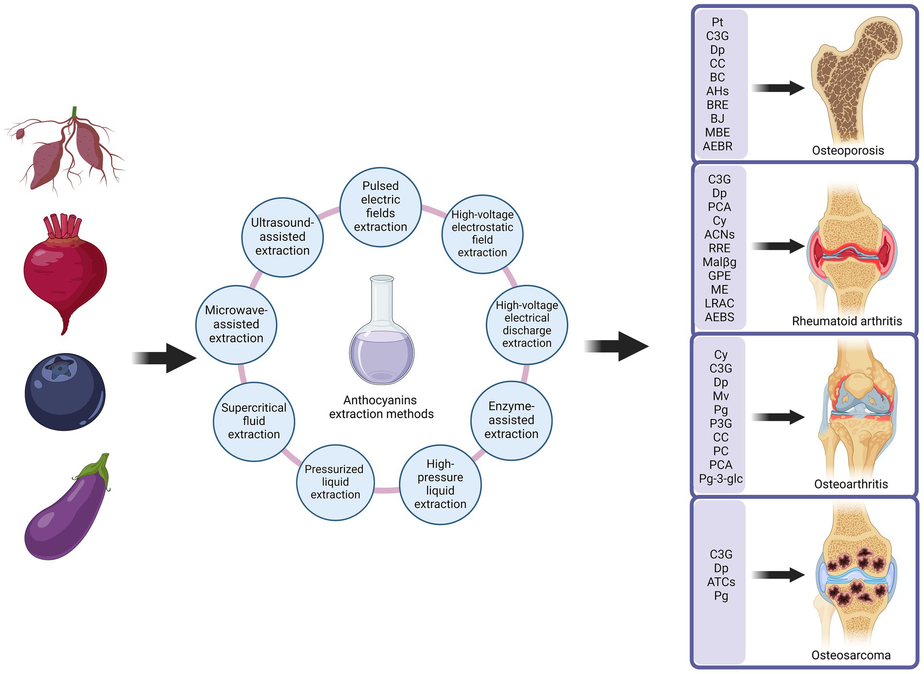 Anthocyanins improve musculoskeletal disorders. Anthocyanins are extracted from anthocyanin-rich plants in a number of ways. Extracted anthocyanins are used in the treatment of a variety of musculoskeletal disorders, including osteoporosis, rheumatoid arthritis, osteoarthritis and osteosarcoma.