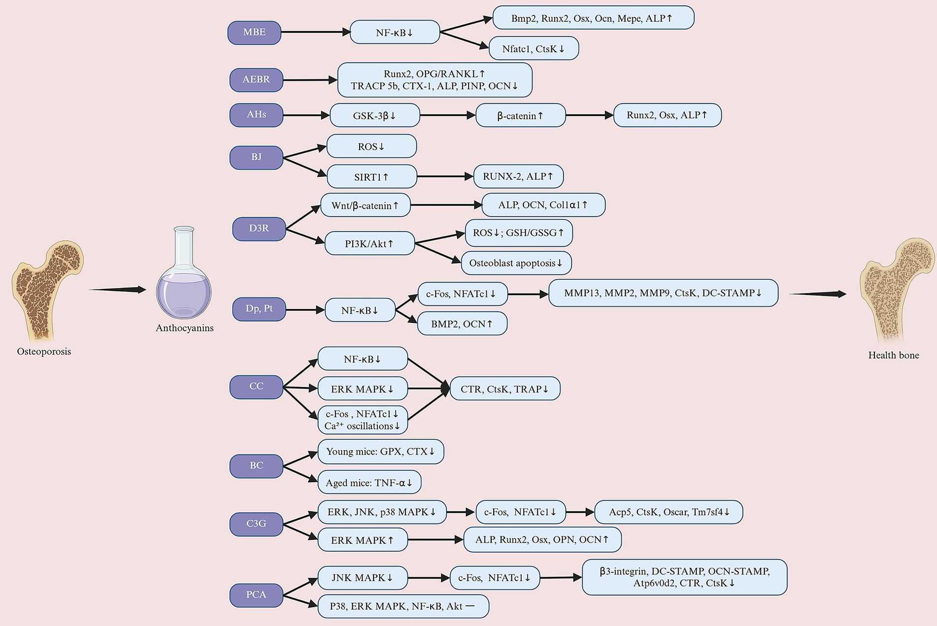 Flowchart illustrating the effects of anthocyanins on osteoporosis.Anthocyanins prevent and treat osteoporosis through dual osteogenic promotion and osteoclast inhibition.