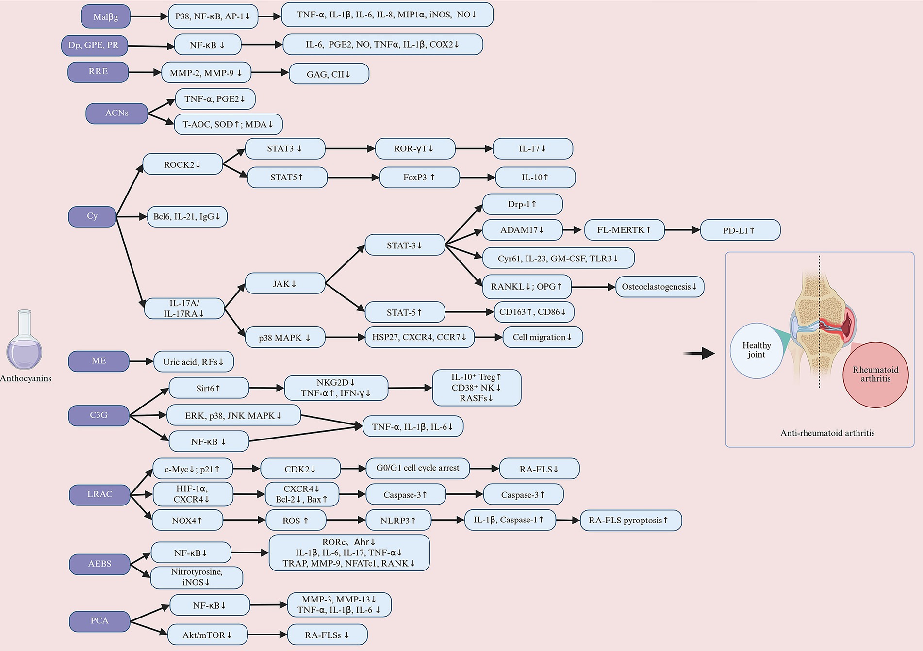 Flowchart illustrating the effect of anthocyanins on rheumatoid arthritis. Anthocyanins protect against RA via immunomodulation, anti-inflammation, joint protection, antioxidant/efferocytosis, and epigenetic regulation.