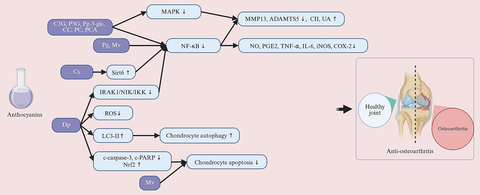 Flowchart illustrating the effects of anthocyanins on osteoarthritis. Anthocyanins protect against osteoarthritis via multi-target mechanisms: anti-inflammation, inducing autophagy/Nrf2 activation to reduce oxidative stress/apoptosis, thereby inhibiting cartilage-degrading mediators while promoting matrix synthesis, ultimately delaying joint damage progression.