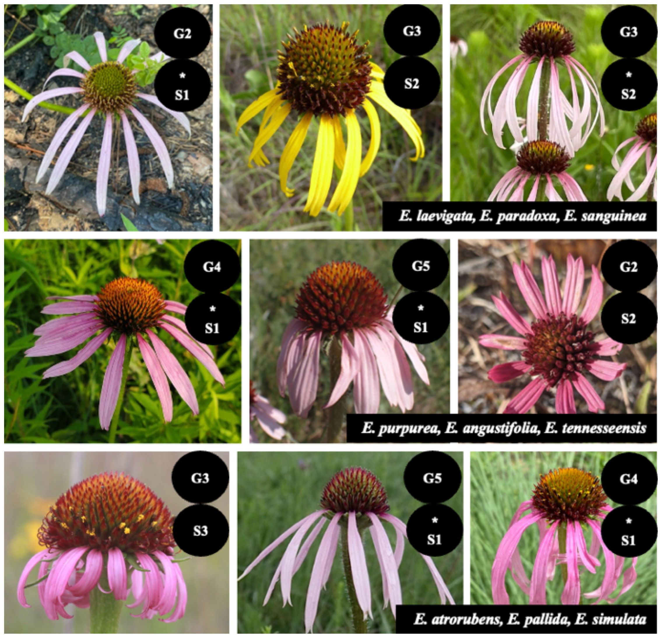 A collage of nine images displaying different Echinacea flower species. The top row features E. laevigata, E. paradoxa, and E. sanguinea with labeled tags like “G2*S1” and “G3*S2”. The middle row includes E. purpurea, E. angustifolia, and E. tennesseensis with tags “G4*S1” and “G5*S1”. The bottom row shows E. atrorubens, E. pallida, and E. simulata, also labeled with tags such as “G3*S3” and “G4*S1”. Each flower varies in petal color and shape.