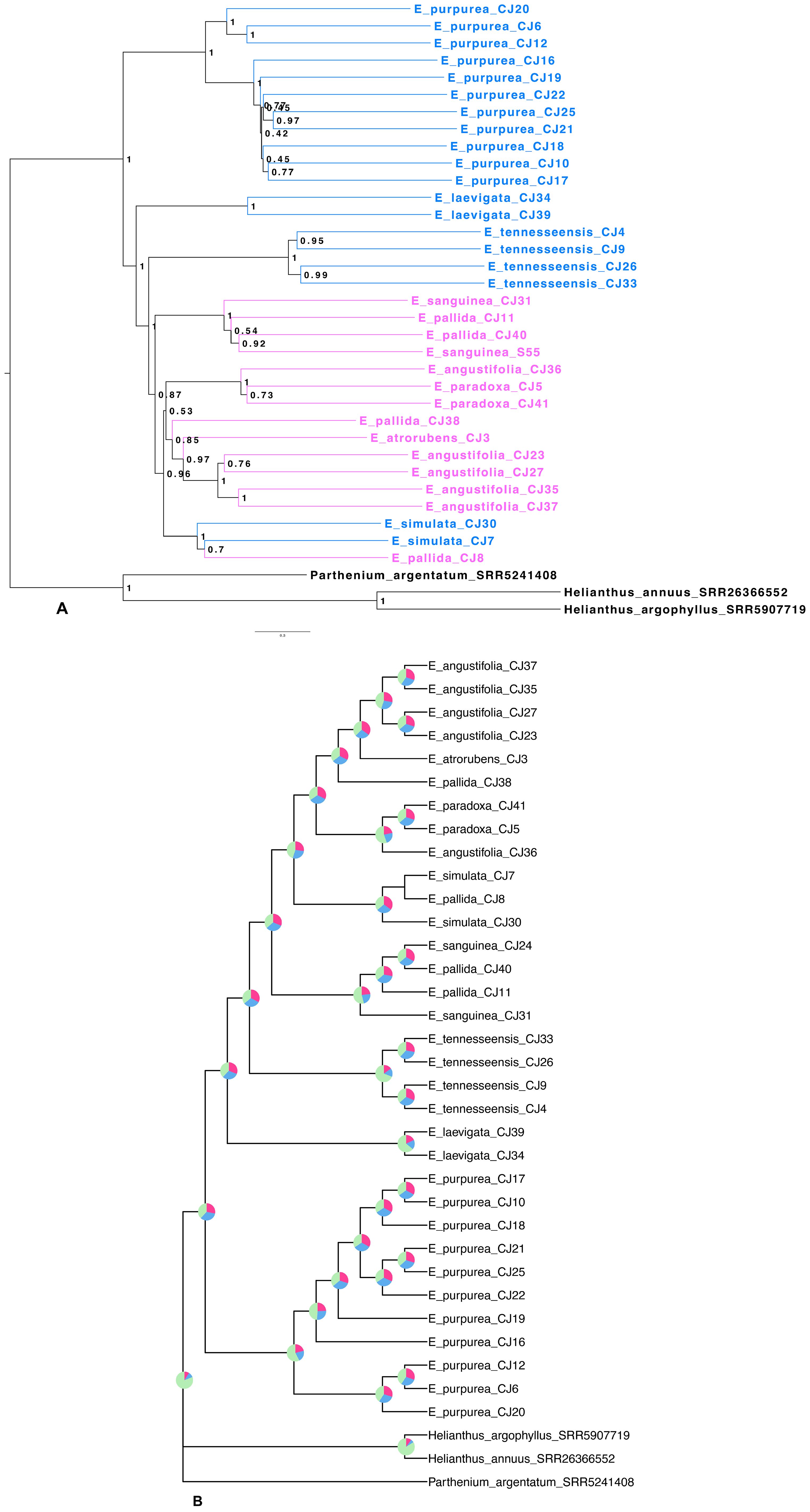 Two phylogenetic trees estimated from ASTRAL analysis of targeted genes labeled A and B. Tree A shows evolutionary relationships among Echinacea species with branches labeled in blue for southeastern/cosmopolitan species and pink for midwestern species, and includes Parthenium argentatum and 2 sunflower (Helianthus) species as an outgroup. Tree B, a similar structure to A, displays the tree with quartet frequencies as pie charts at each nodes indicating the proportion of gene trees concordant (green) and discordant (red and blue) with node resolution in the species tree.