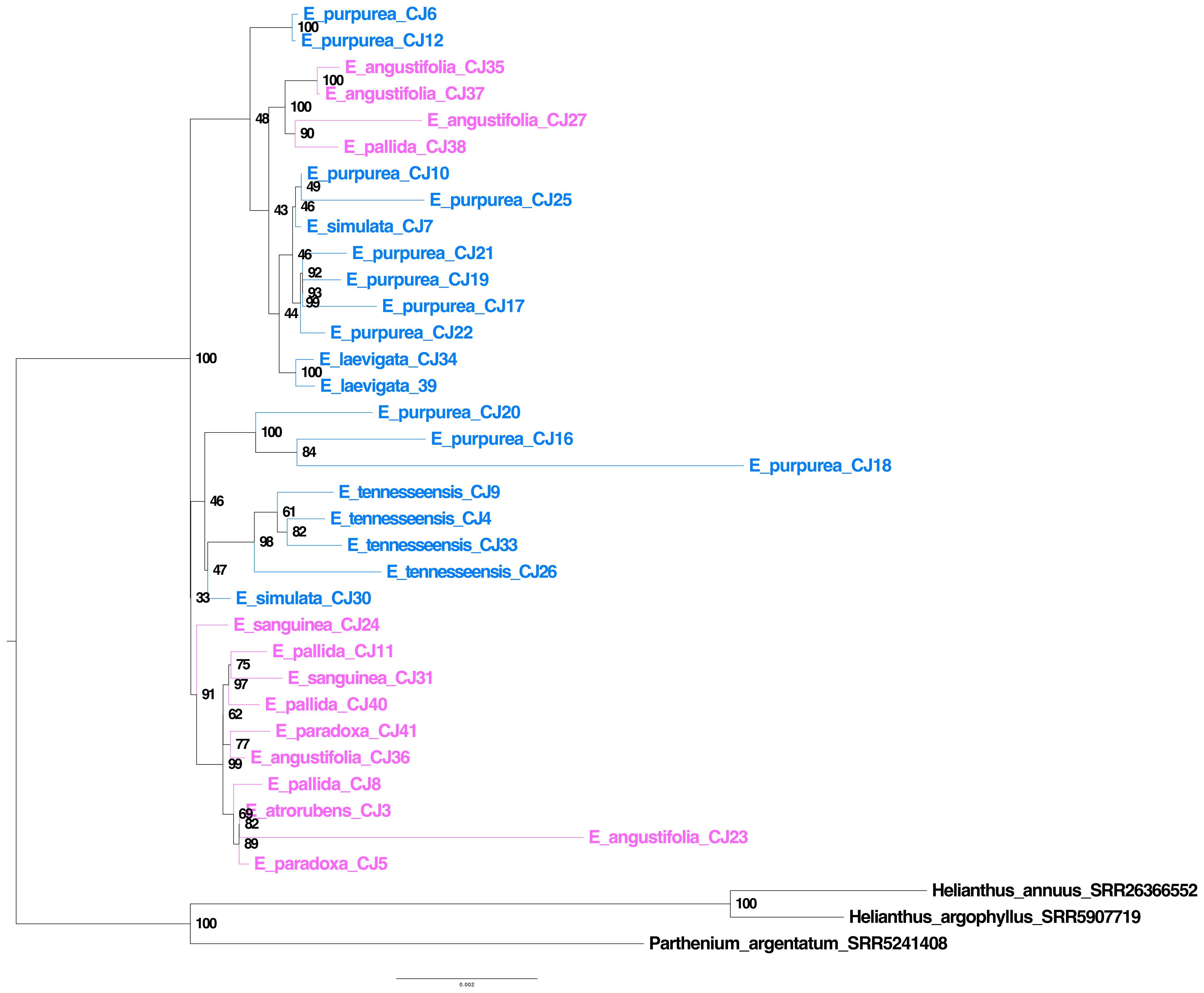 Plastome tree displaying relationships among various Echinacea species, with branches colored to differentiate between groups. Bootstrap values indicate confidence levels at each nodes. Helianthus and Parthenium species are used as outgroups.