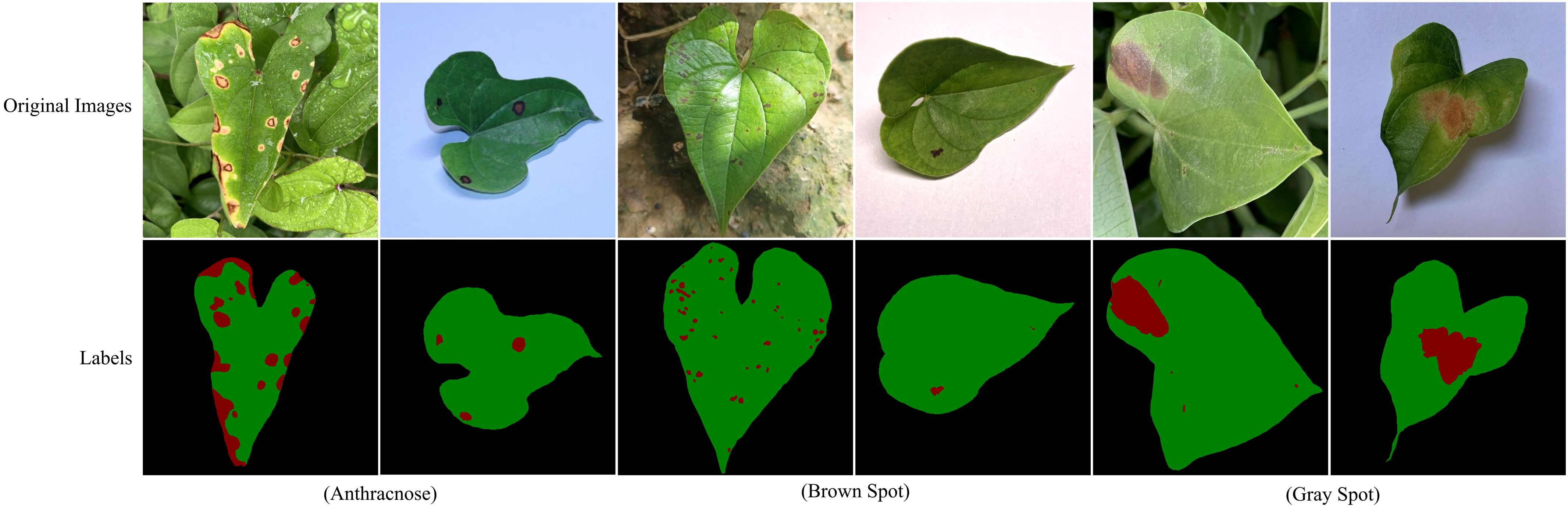 Five sets of images showing diseased leaves and their corresponding labeled diagrams. The top row displays original leaf images with various infections. The bottom row shows labeled versions highlighting disease areas in red. Conditions include Anthracnose, Brown Spot, and Gray Spot.