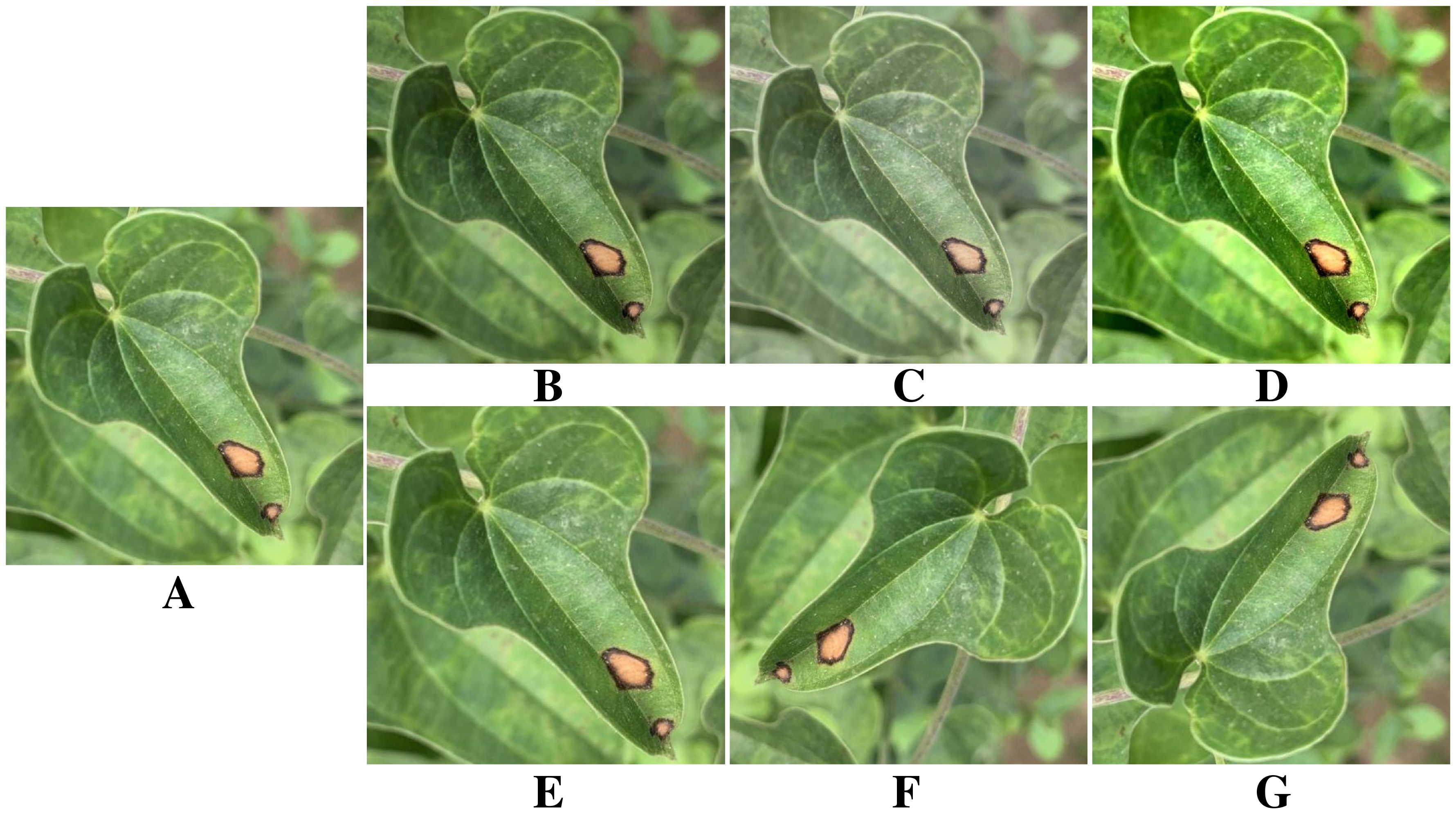 A series of eight close-up images showing green leaves with dark brown, oval-shaped spots near the tips, suggesting signs of disease or damage. The leaves have prominent veins and a glossy texture. The background consists of blurred foliage.
