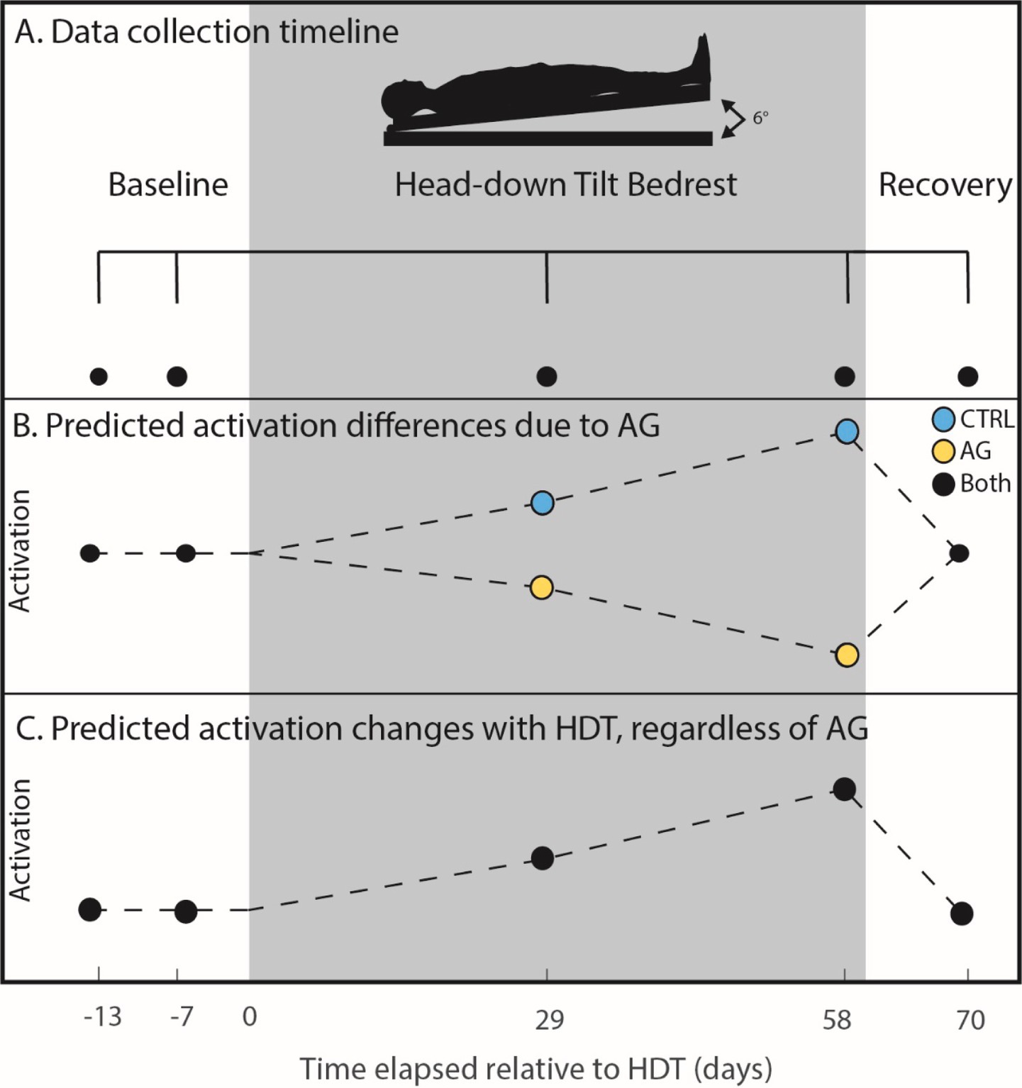 Graphical abstract showing three panels. A: Timeline for data collection during baseline, head-down tilt (HDT) bedrest, and recovery phases. B: Predicted activation differences due to artificial gravity (AG), showing diverging trends for control (blue) and AG (yellow) groups. C: Predicted activation changes with HDT, indicating a consistent increase regardless of AG, represented by the black line. Time is shown in days relative to HDT, with data points at -13, -7, 0, 29, 58, and 70 days.