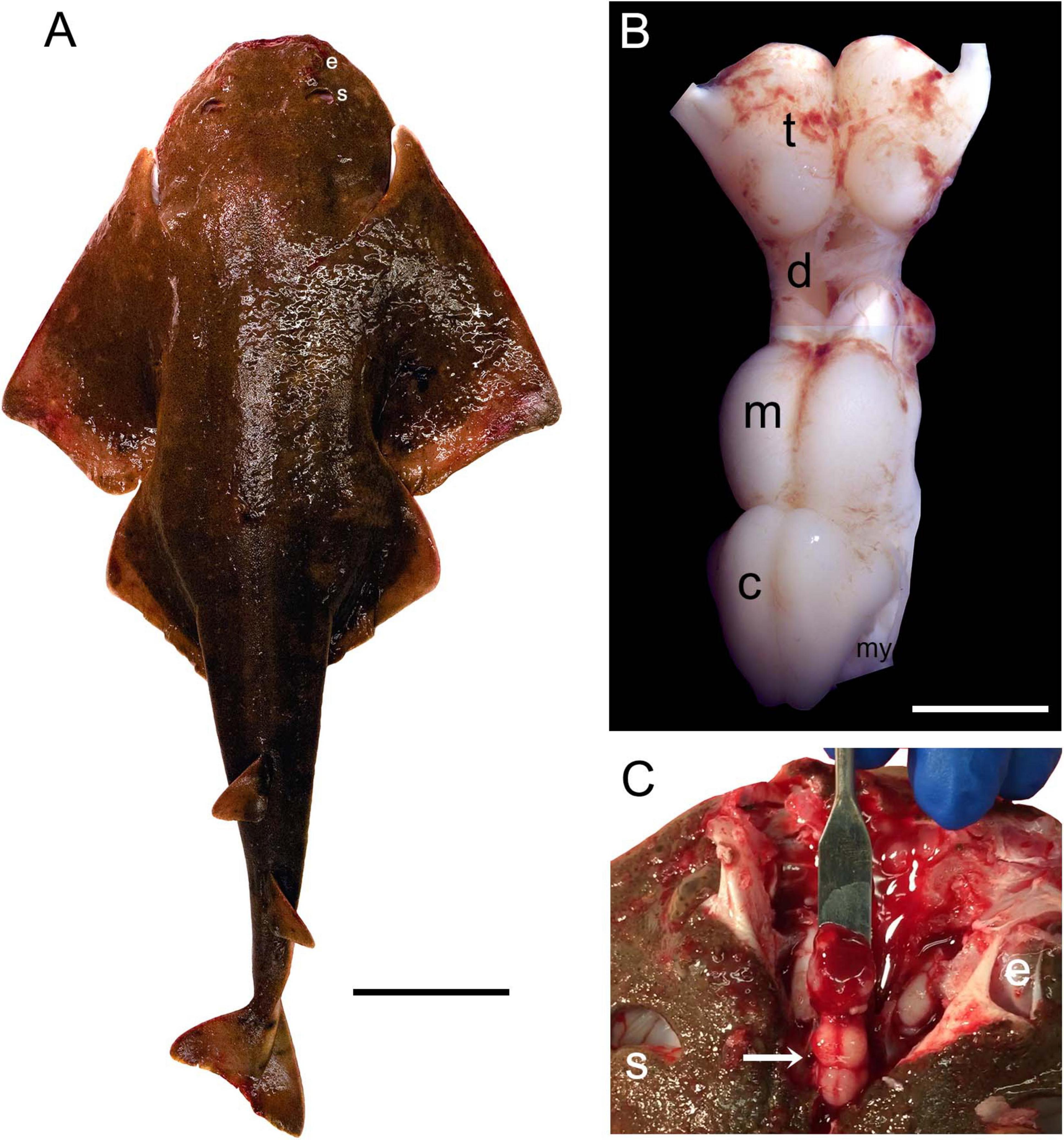 This figure has three panels: the dorsal view of a Pacific angelshark specimen (panel A), the dorsal view of the angelshark brain with the telencephalon, diencephalon, mesencephalon, myelencephalon, and cerebellum labeled (panel B), and a close-up view of a dissected angelshark head, showing the brain in situ (panel C).