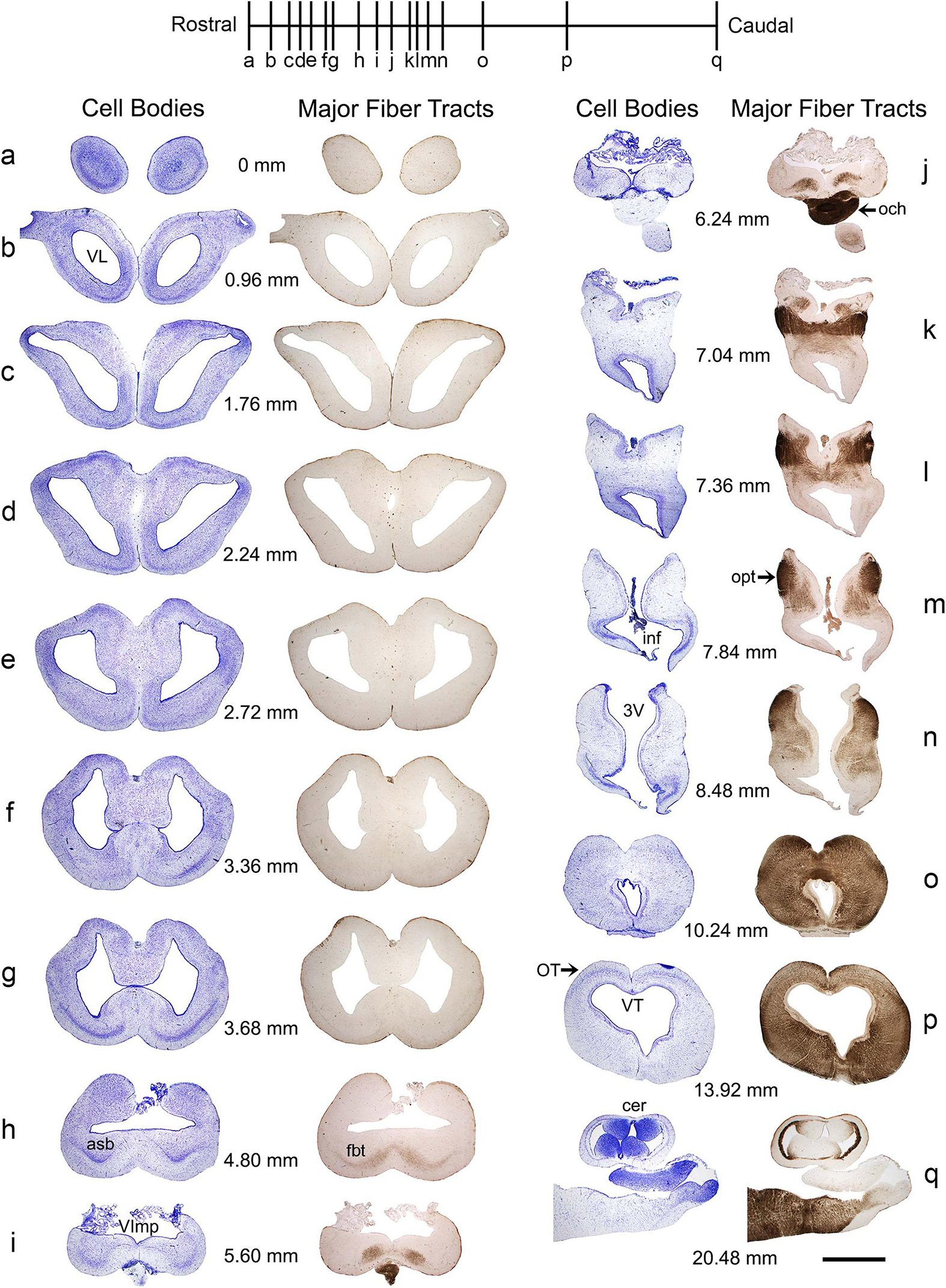 This figure is a series of angelshark brain cross-sections with stained cell bodies and major fiber tracts at different rostrocaudal levels (with the physical distances). The sections are presented in two columns: one for cell bodies and the other for fiber tracts.