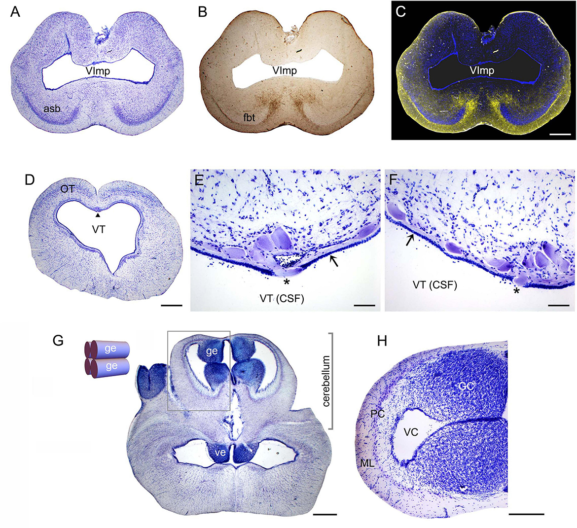 This figure shows various structures in the angelshark brain. Panels A-C show a coronal section with the area superficialis basalis, the fasciculus basalis telencephali, and the ventricle impar. Panels D-F show coronal sections with the optic tectum, the mesencephalic trigeminal nucleus, and the tectal ventricle. Panels G-H show coronal sections through the cerebellum, including the molecular layer, the Purkinje cell layer, and the granule cells.