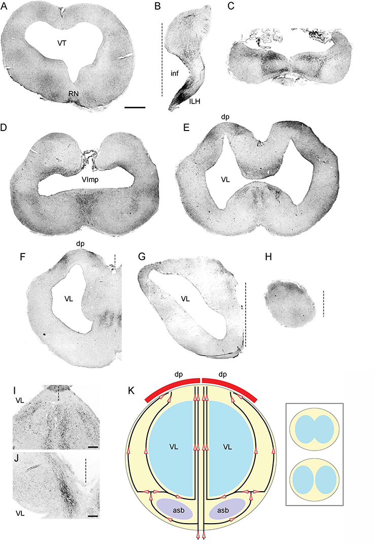 The figure shows the distribution of serotonergic fibers at eight representative coronal levels of the angelshark forebrain (panels A-H), with some enlarged parts (panels I-J). The figure also has a diagram that presents a hypothetical sequence of the growth of serotonergic fibers (panel K).