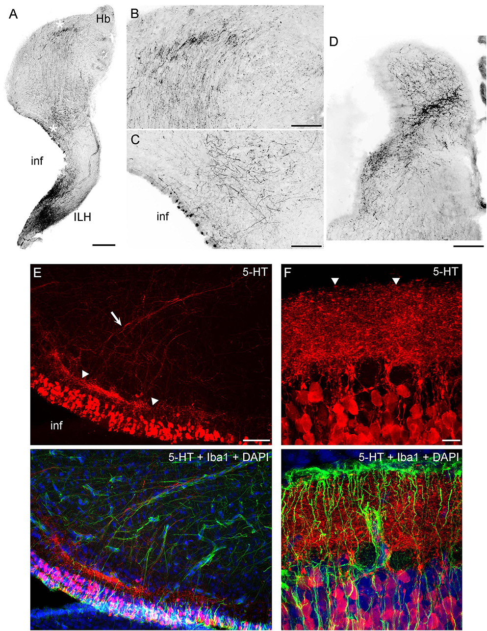 The figure shows serotonergic fibers in coronal sections of the angelshark diencephalon (panels A-D). These fibers may originate from the serotonergic cells in the hypothalamus which are shown immunostained for serotonin and Iba1 (panels E-F).