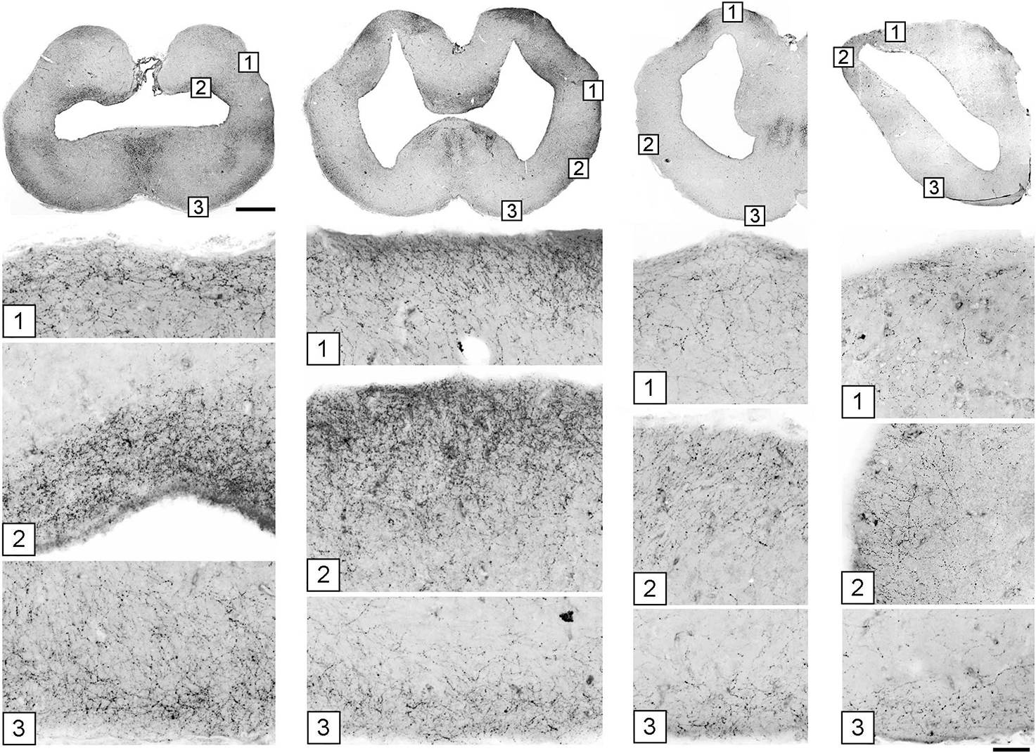 The figure shows the accumulation of serotonergic fibers (shown in grayscale) near the pia at four coronal levels in the angelshark telencephalon.