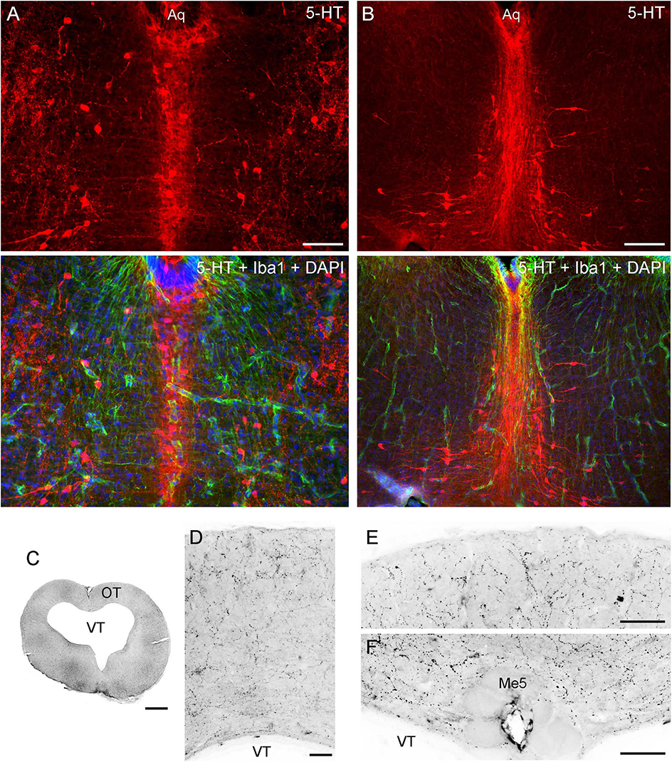 The figure shows the raphe nuclei in the angelshark brain (immunostained for 5-HT and Iba1, with the DAPI counterstain (panels A-B). The figure also shows the lack of detectable accumulation of serotonergic fibers near the pia in the tectum (panels C-F).