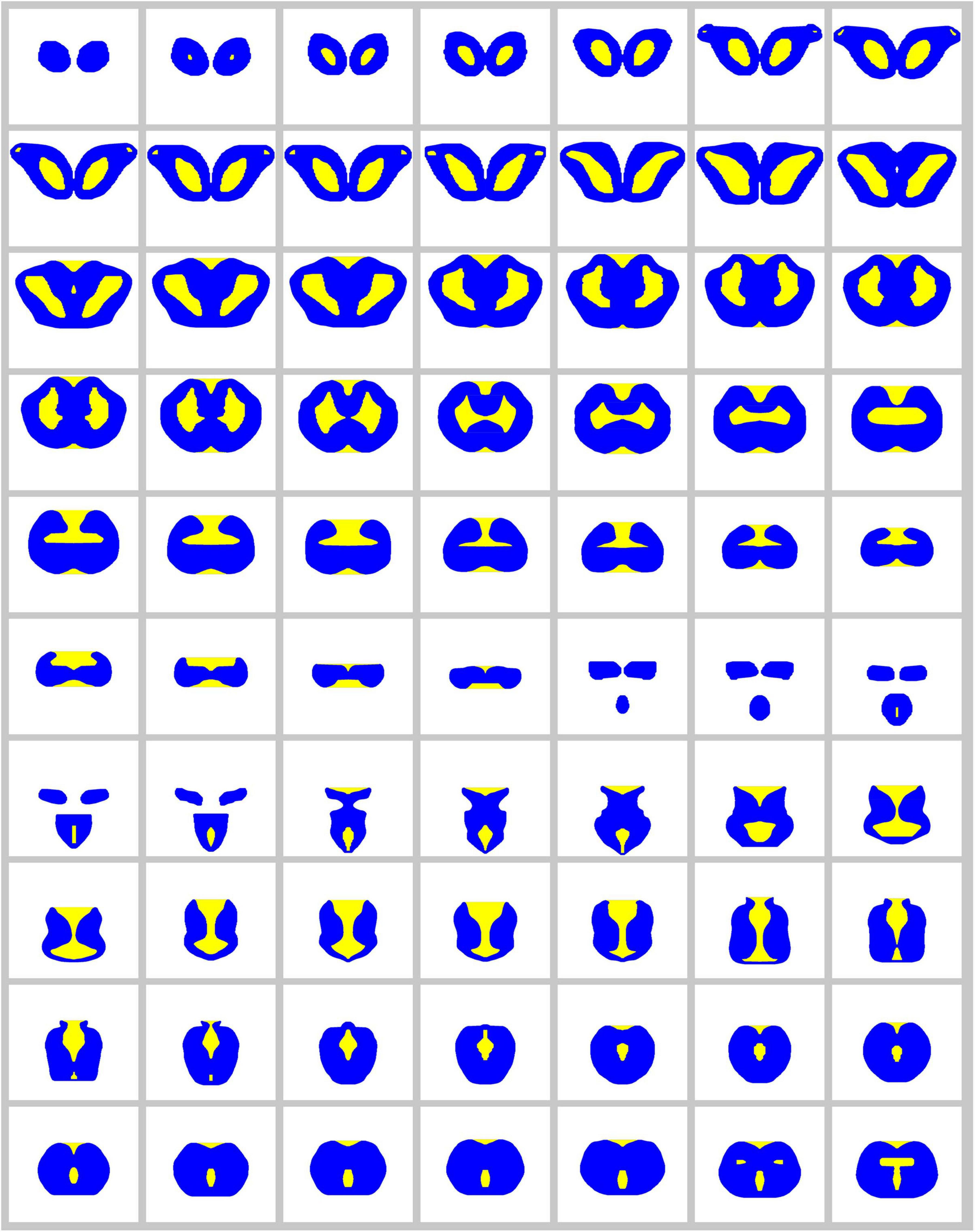 The complete series of contours used to build the 3D-model of the angelshark brain for supercomputing simulations.
