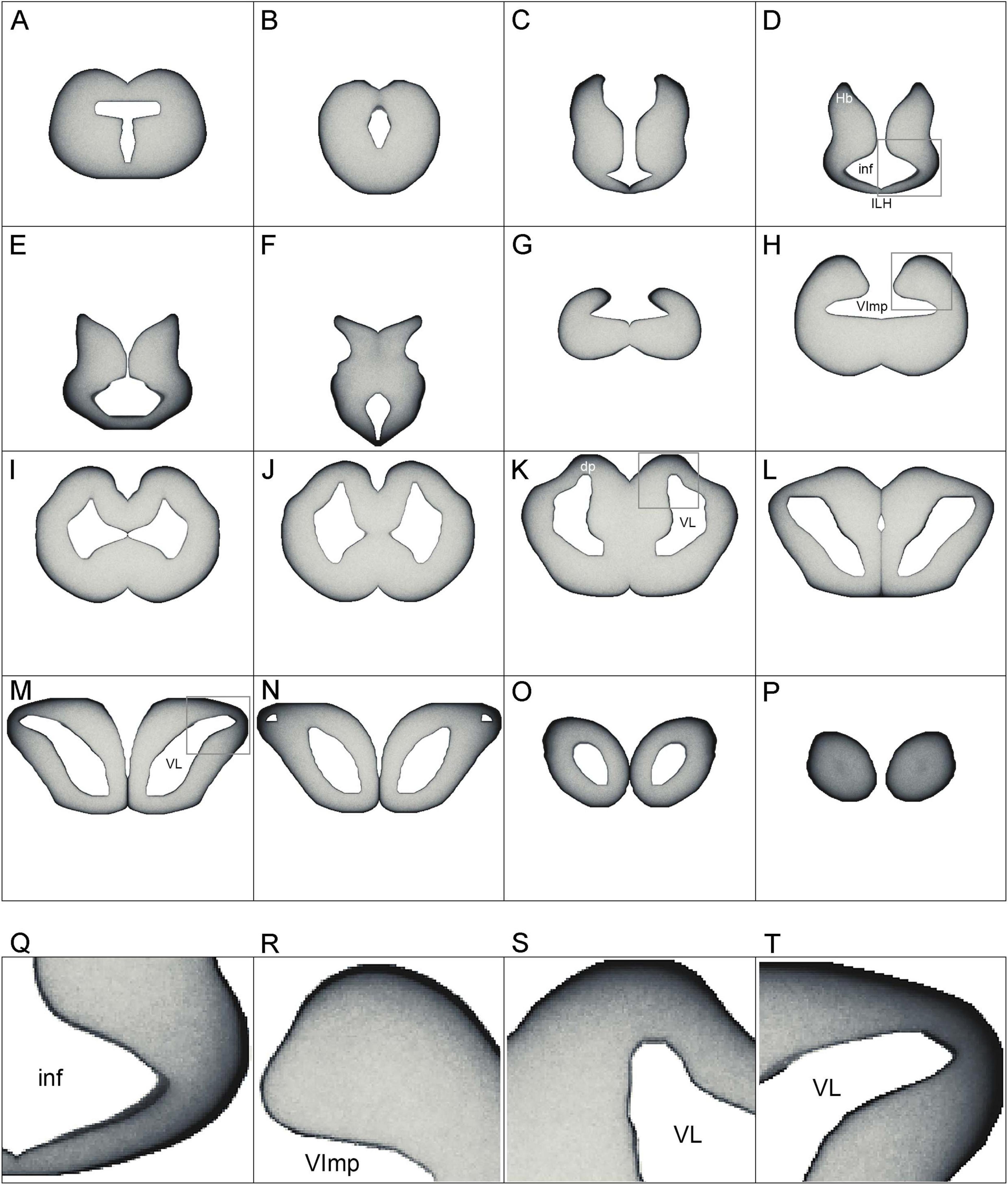 The simulated densities of serotonergic fibers modeled as stochastic paths of reflected fractional Brownian motion (panels A-P show representative coronal levels). Some details are magnified in panels Q-T.