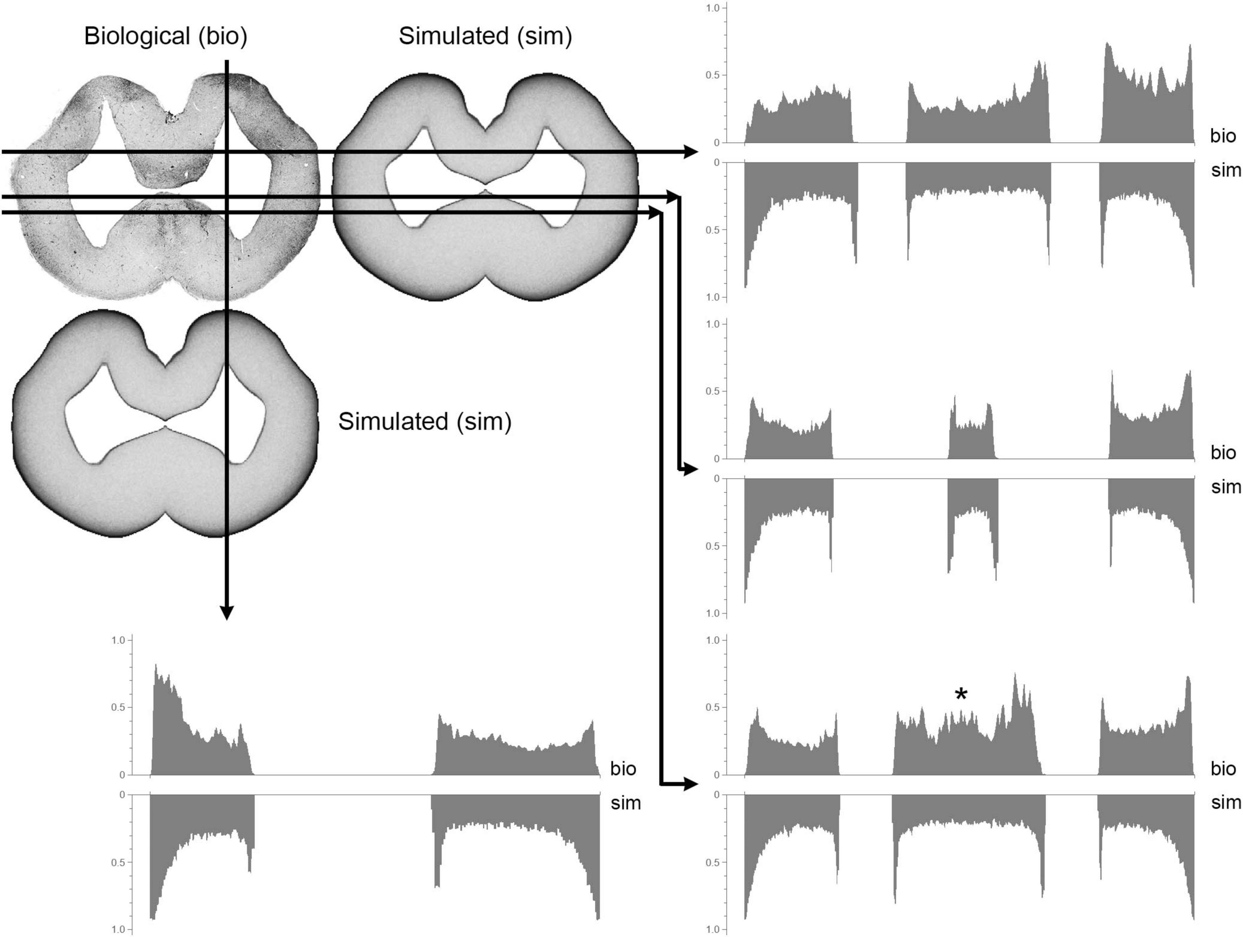 Quantitative comparisons between the simulated and biological fiber densities at one coronal level. The section is intersected with four segments, and the grayscale pixel intensities along each of the segments are plotted (with the top part of the plot representing the biological values and the bottom part the simulated values).